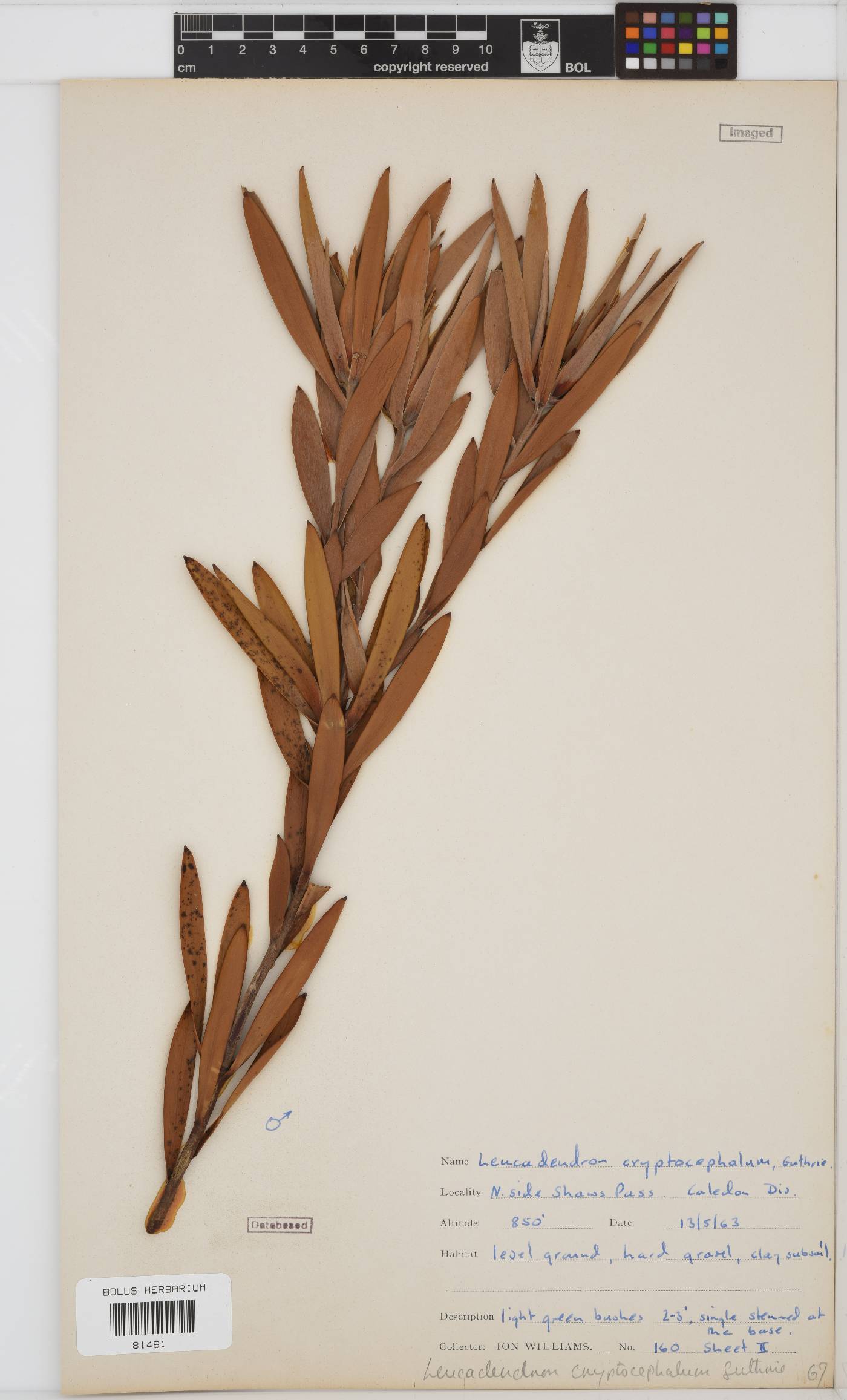 Leucadendron cryptocephalum image