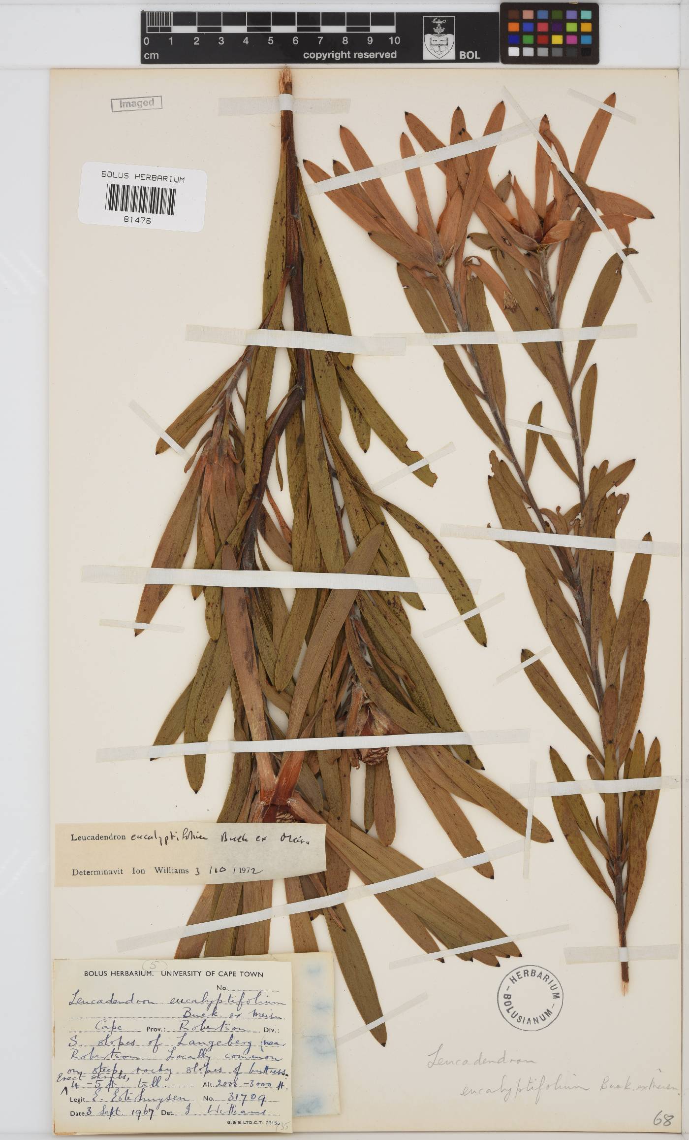 Leucadendron eucalyptifolium image