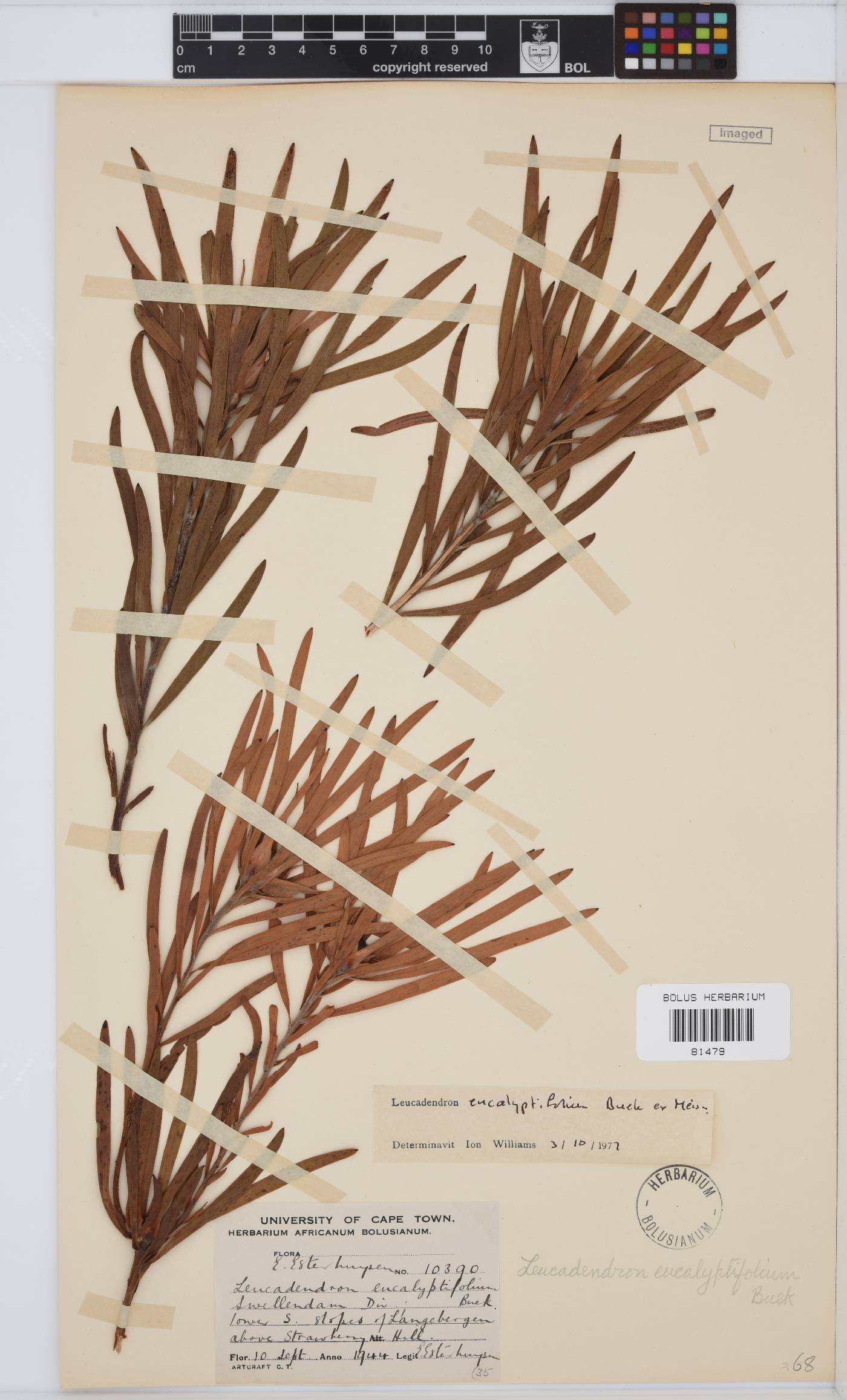 Leucadendron eucalyptifolium image