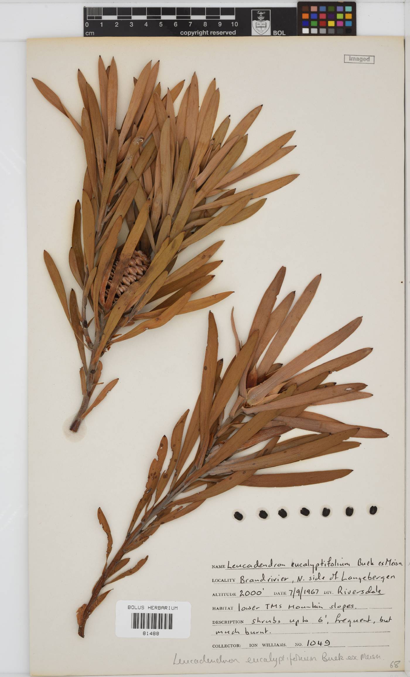 Leucadendron eucalyptifolium image