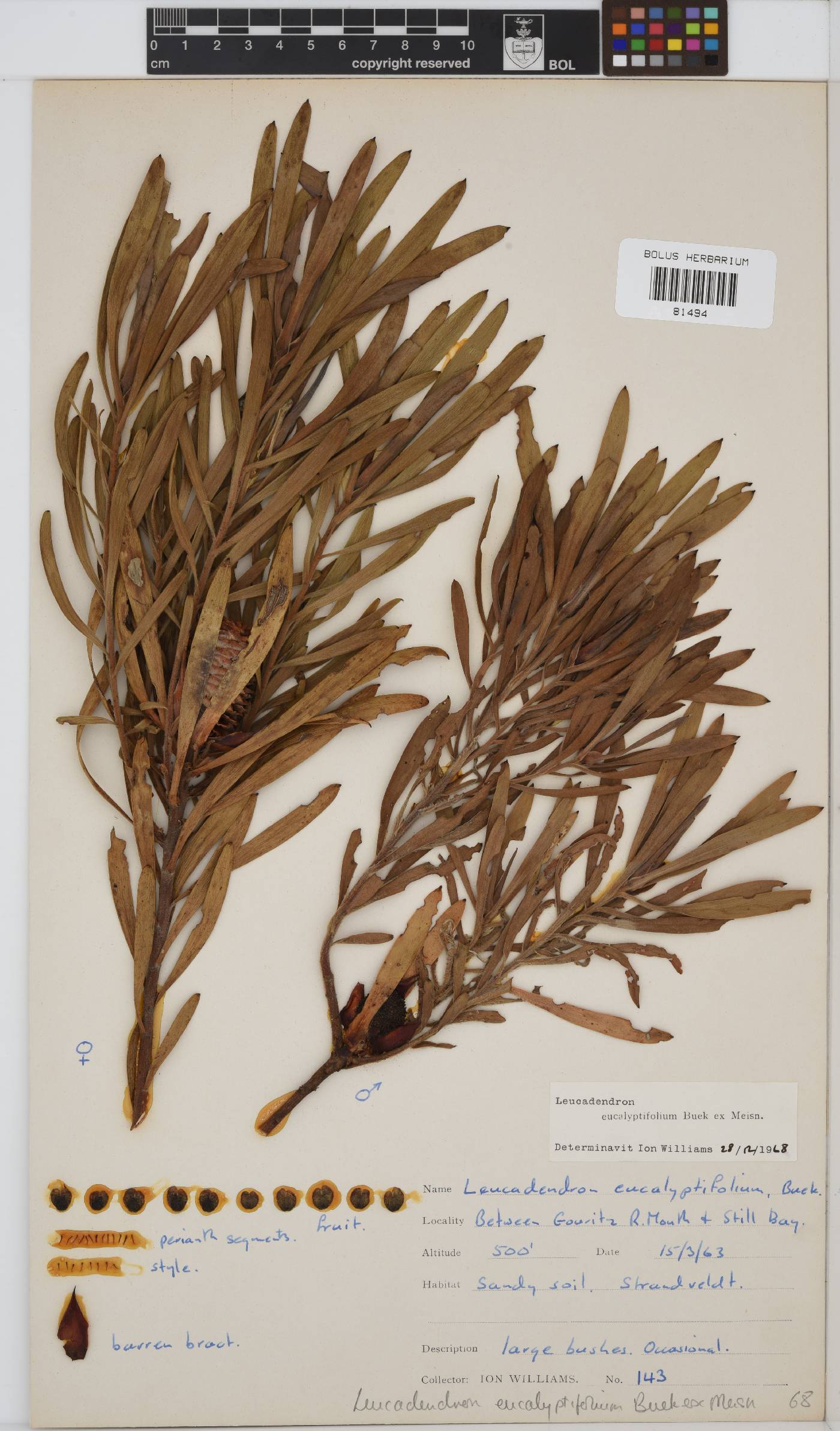 Leucadendron eucalyptifolium image