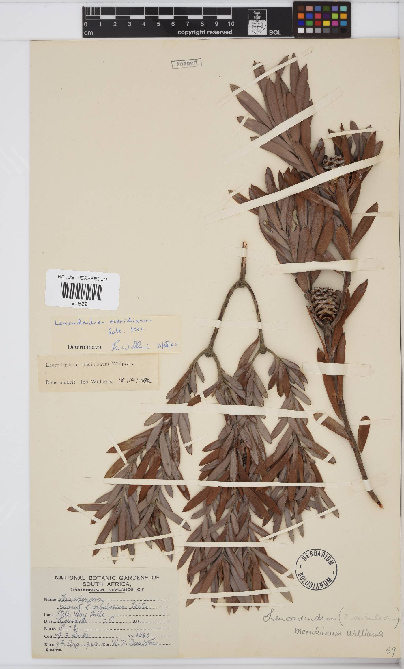 Leucadendron meridianum image