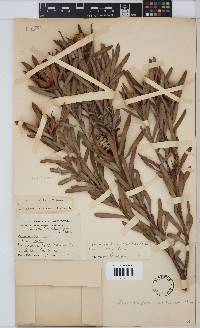 Leucadendron meridianum image