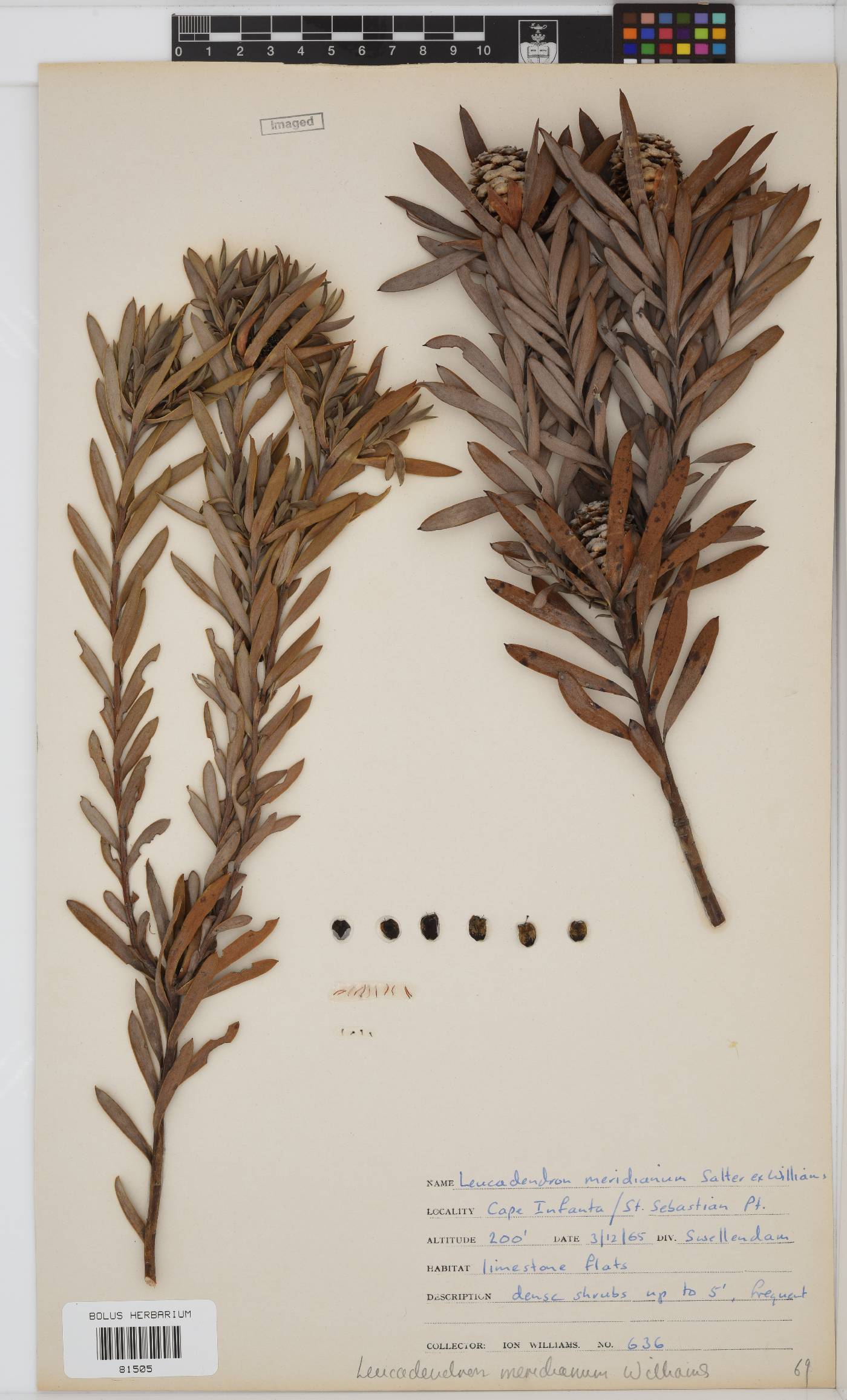 Leucadendron meridianum image