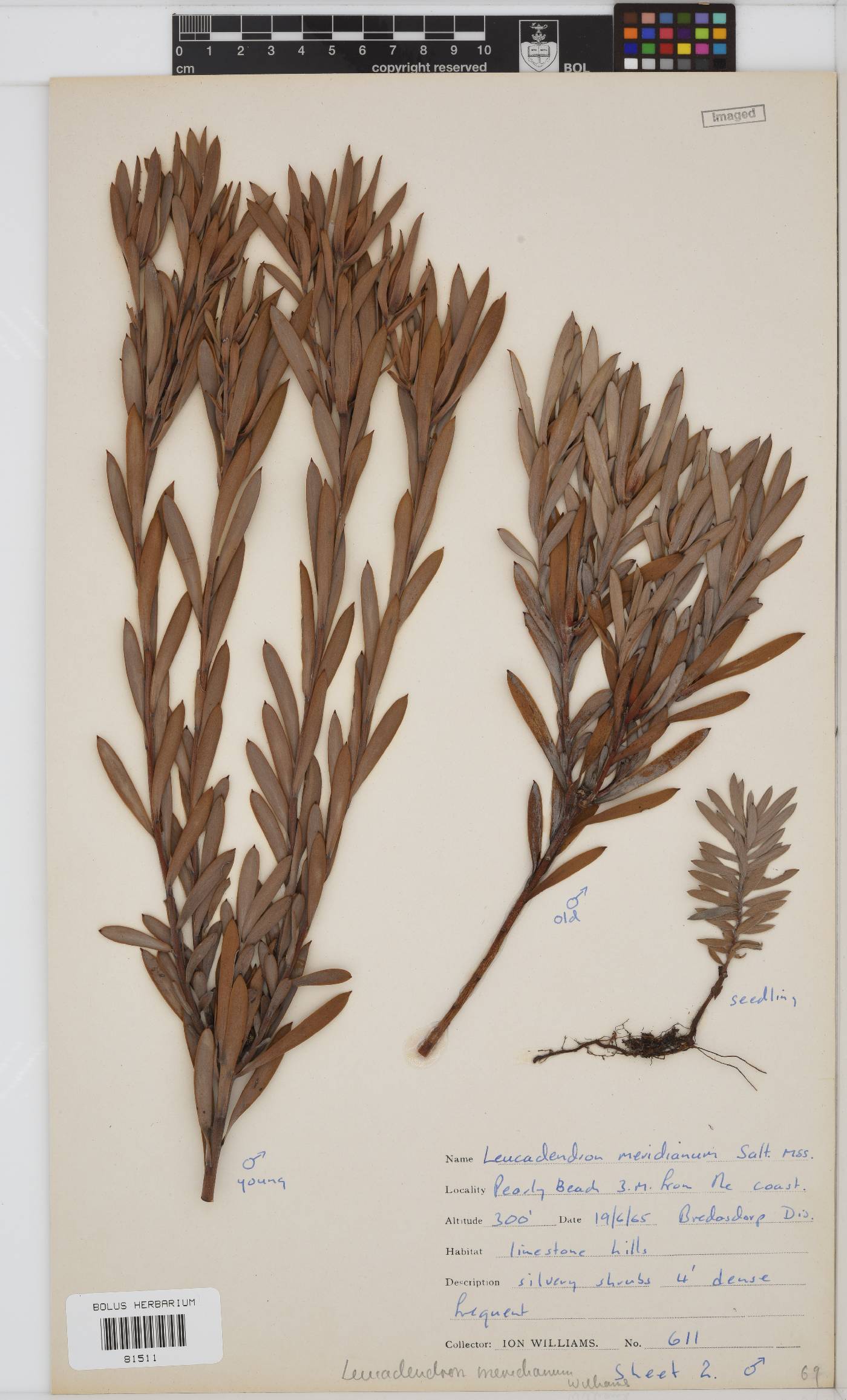 Leucadendron meridianum image