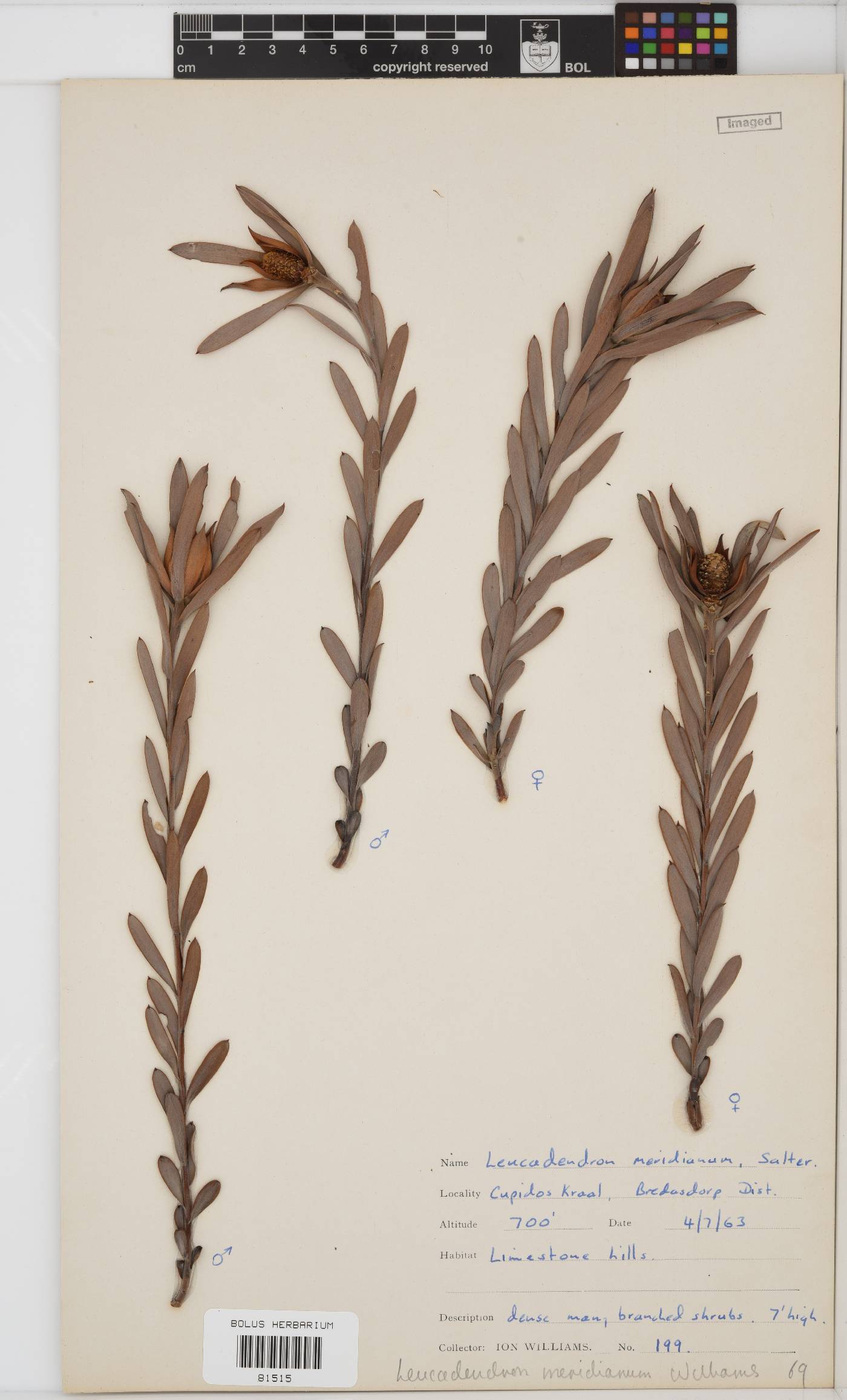 Leucadendron meridianum image