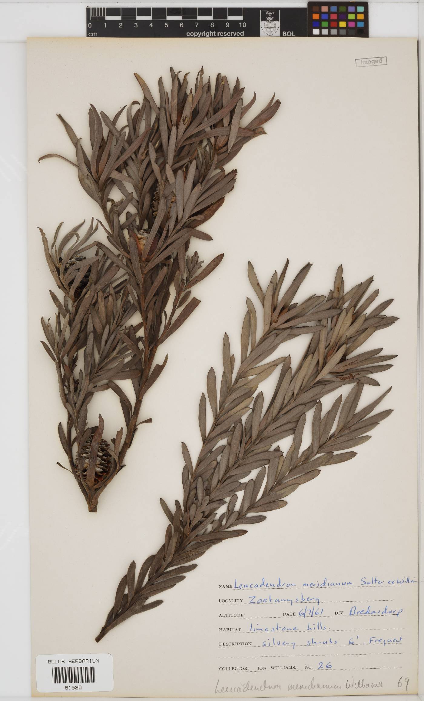 Leucadendron meridianum image