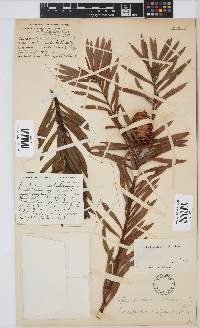Leucadendron coniferum image