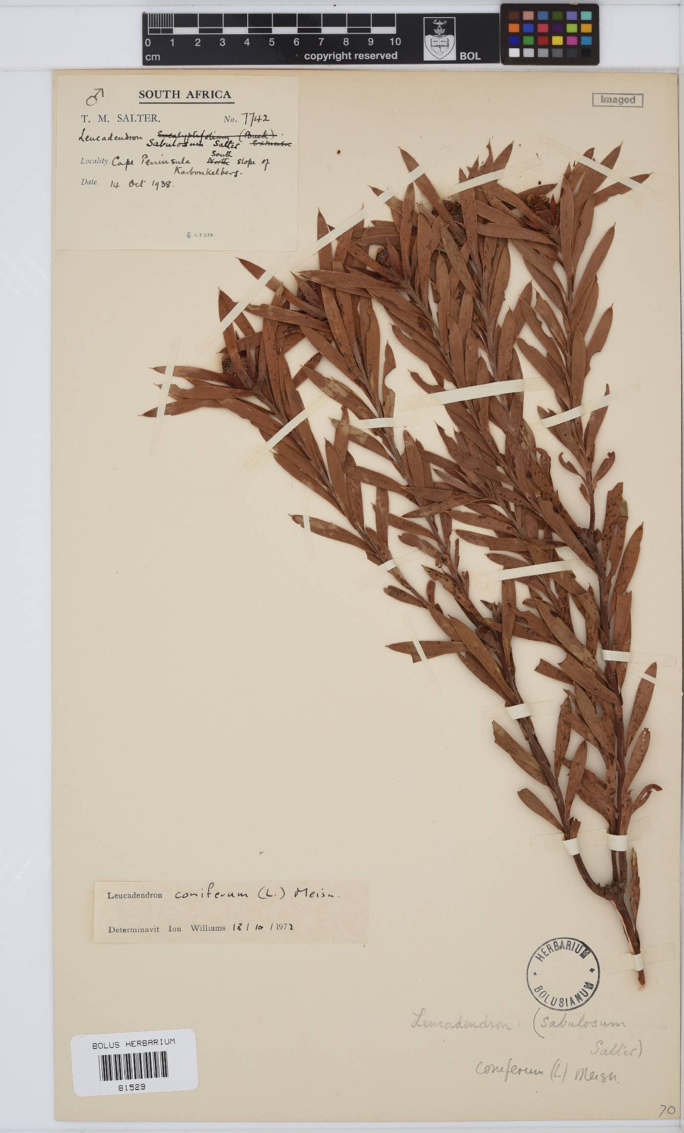 Leucadendron coniferum image