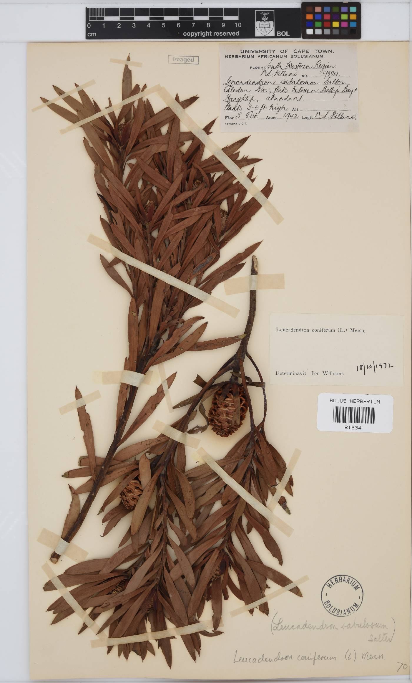 Leucadendron coniferum image