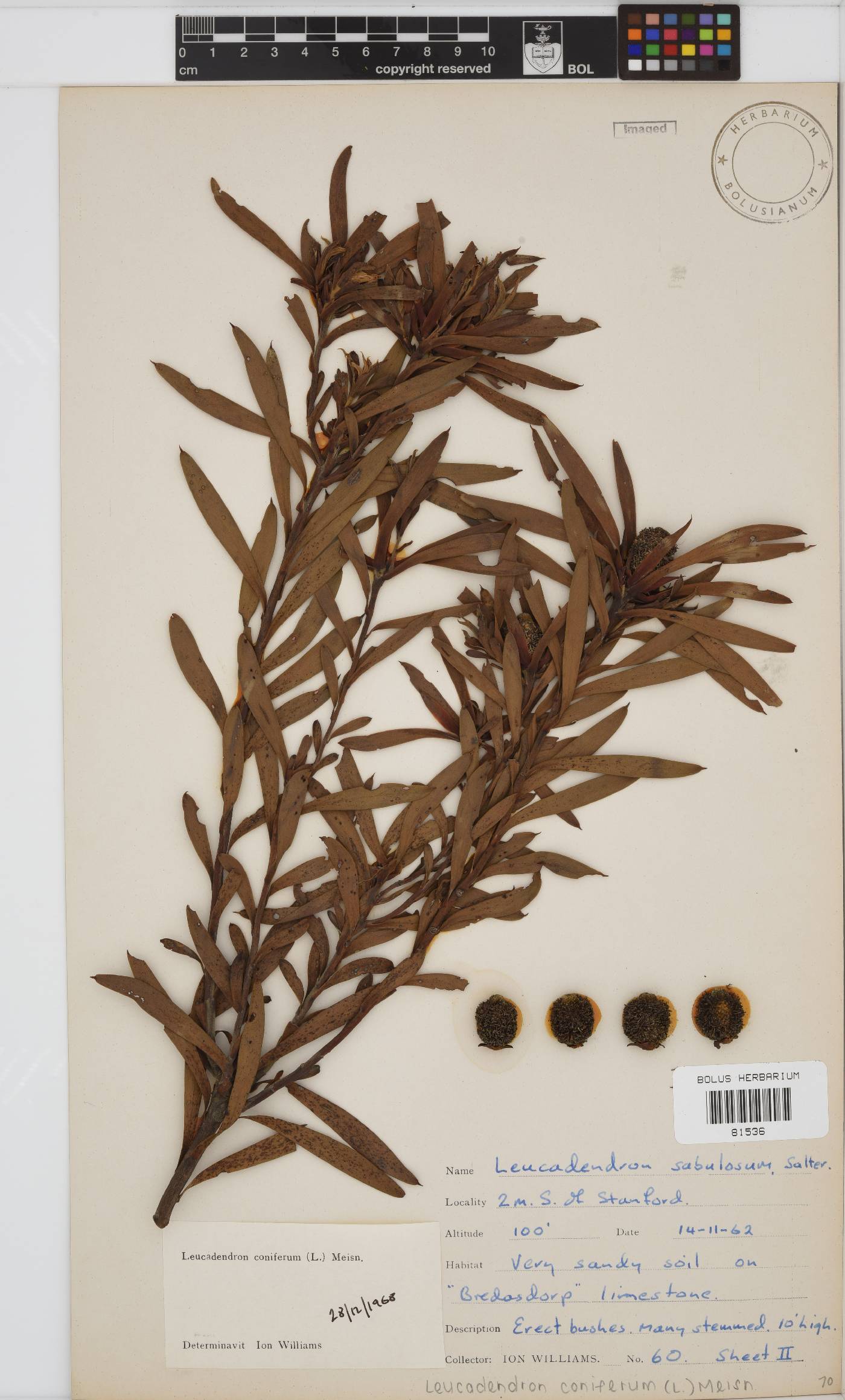 Leucadendron image
