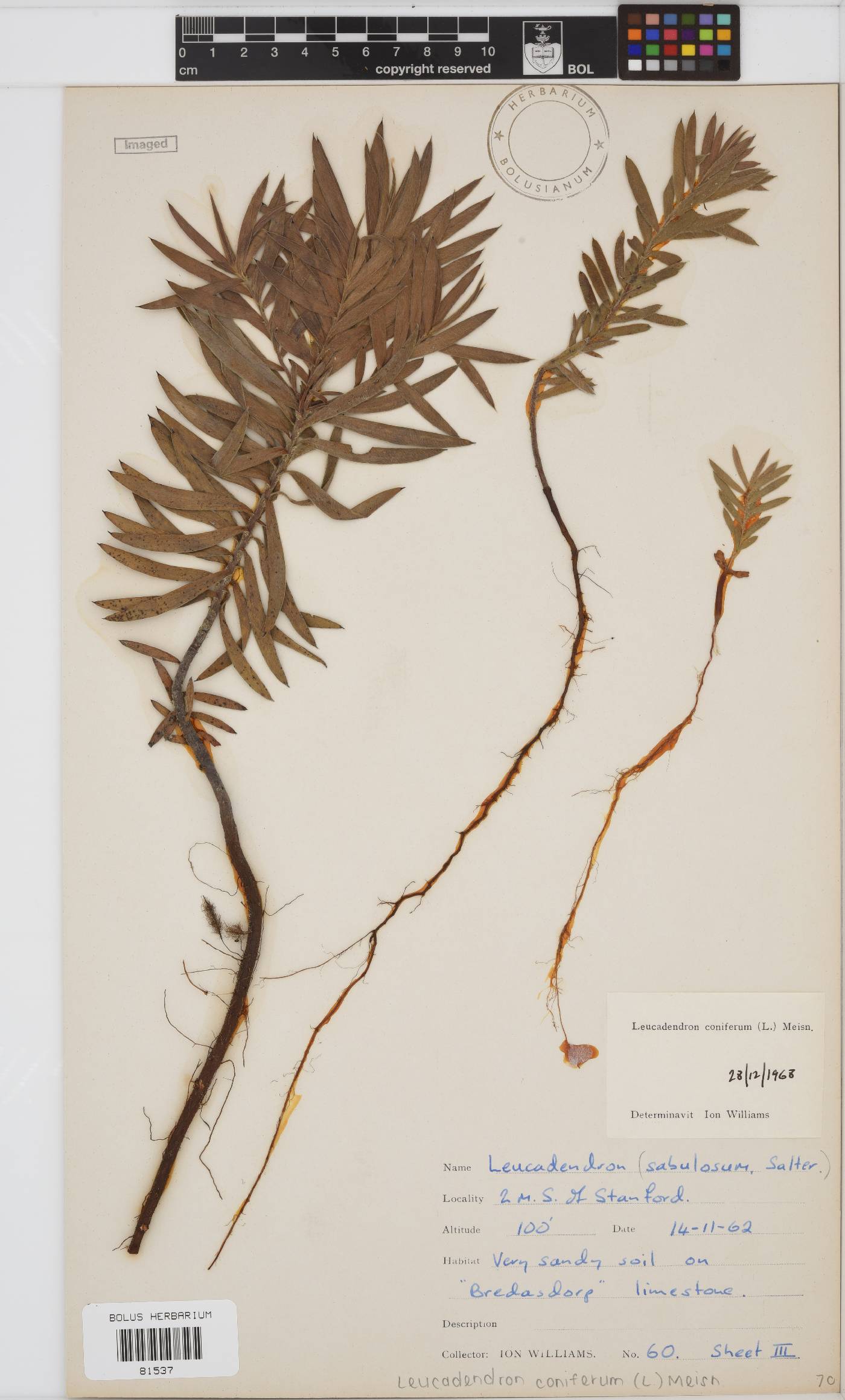 Leucadendron coniferum image