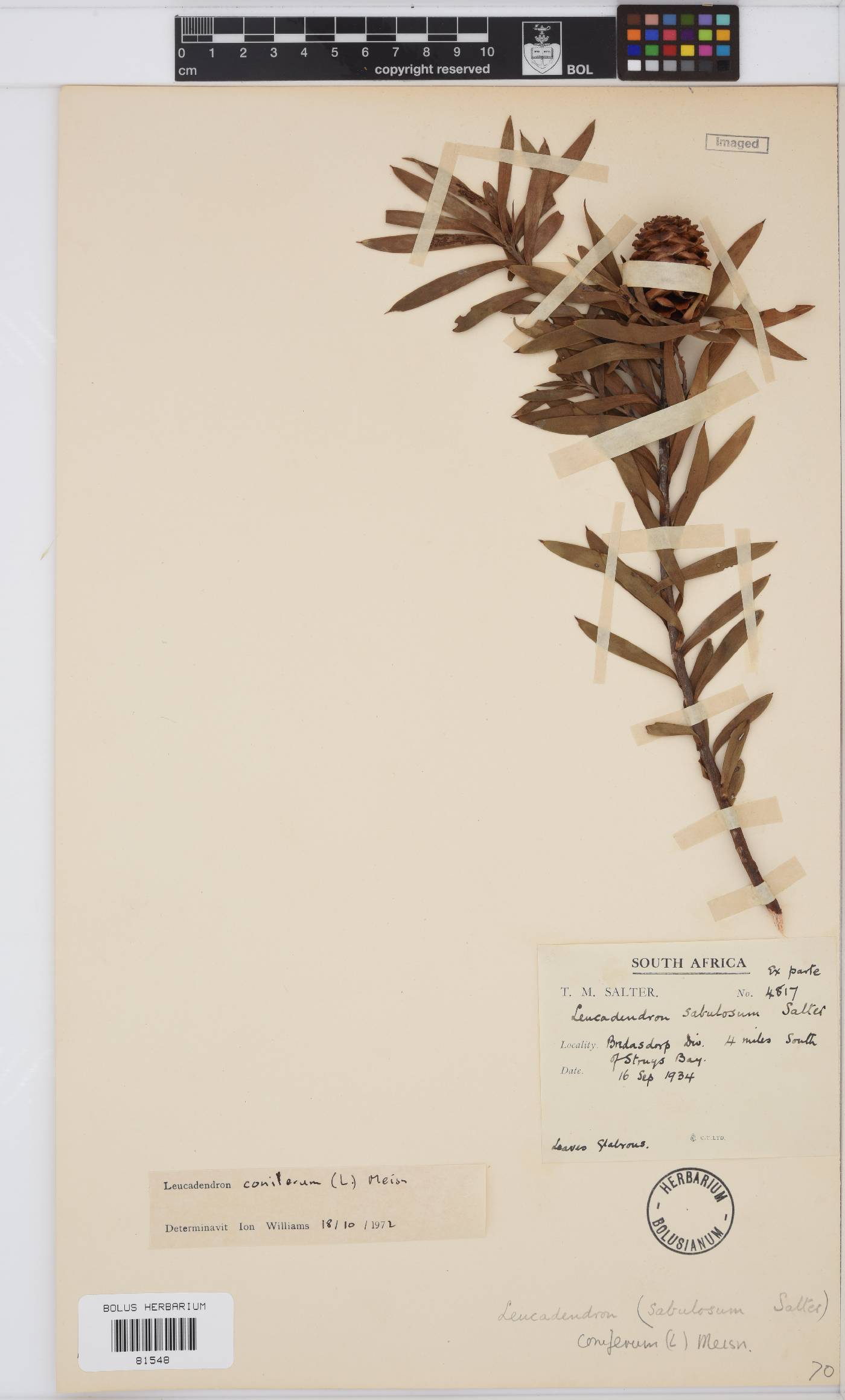 Leucadendron coniferum image