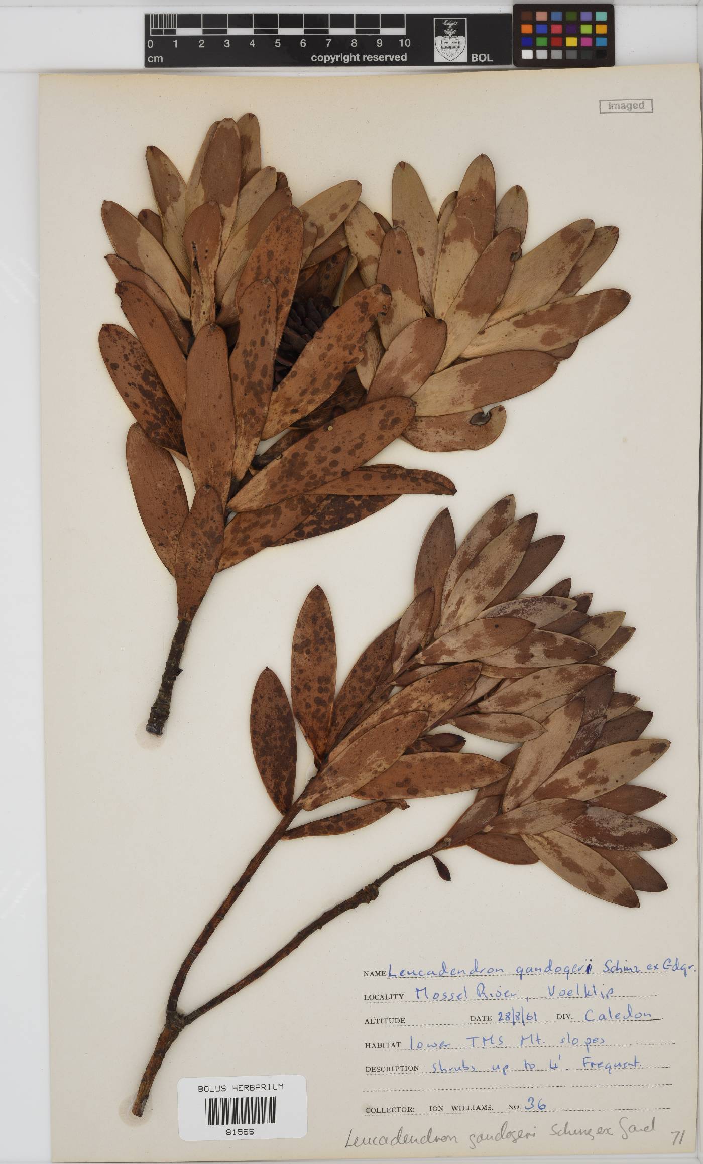 Leucadendron gandogeri image