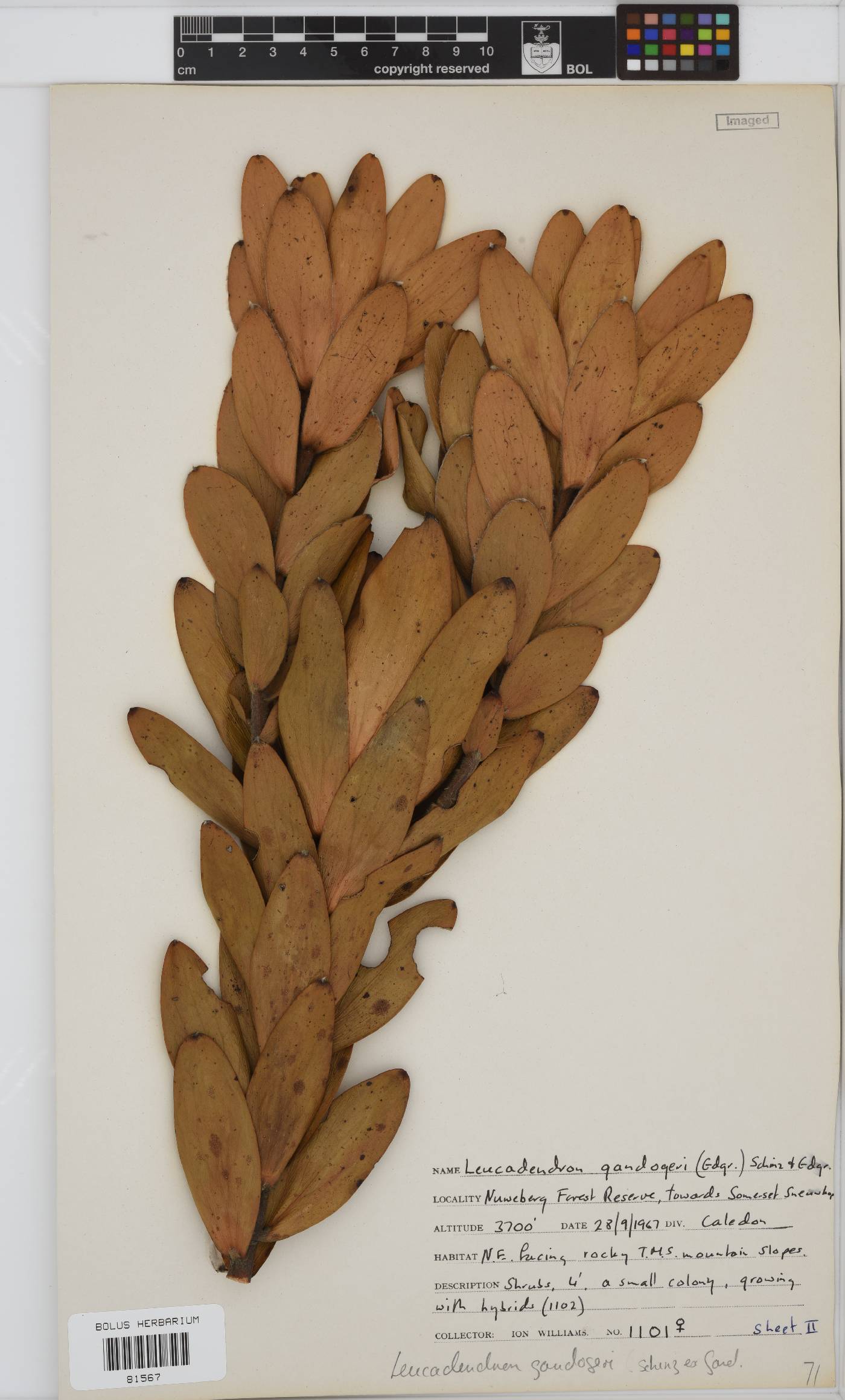Leucadendron gandogeri image