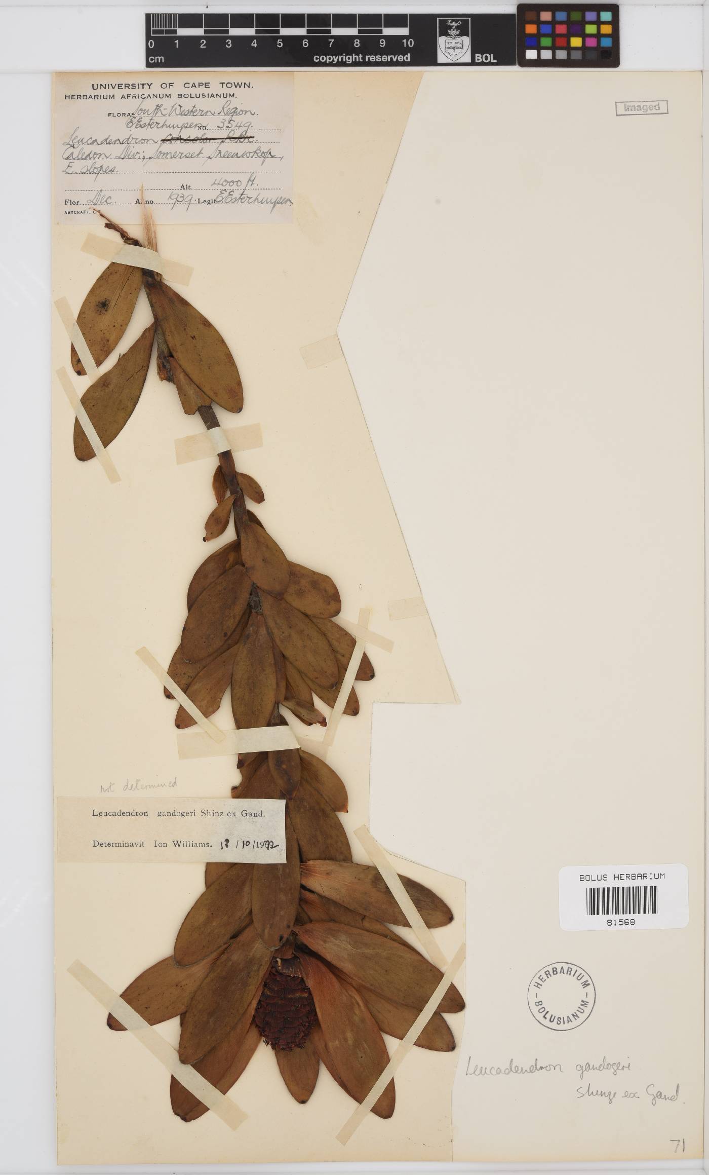 Leucadendron gandogeri image