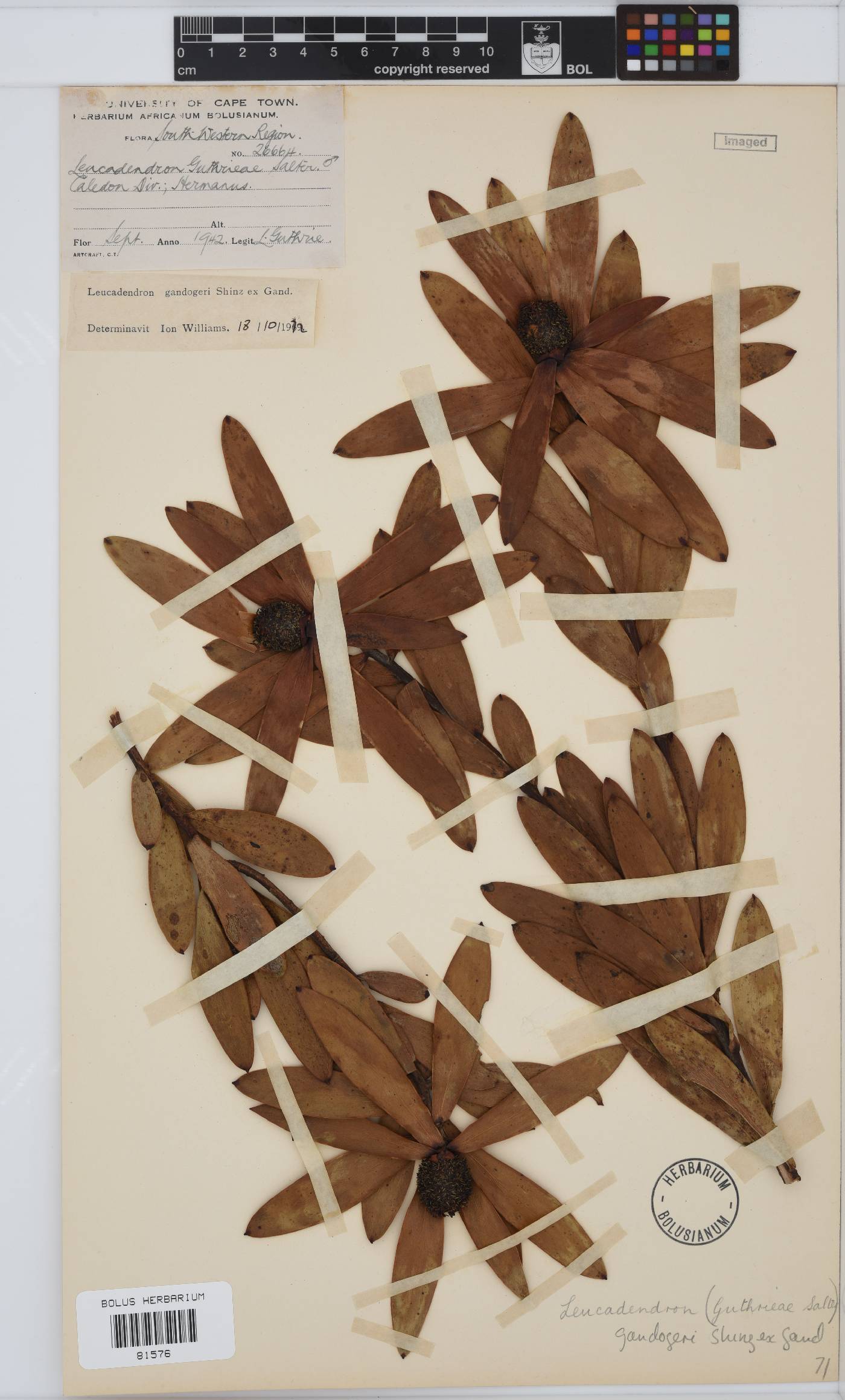 Leucadendron gandogeri image