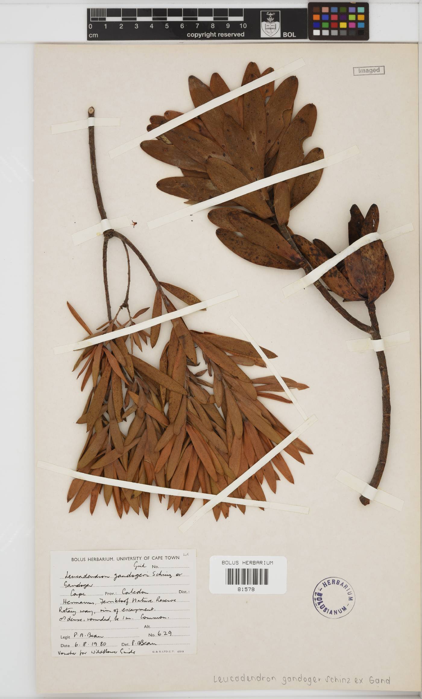 Leucadendron gandogeri image