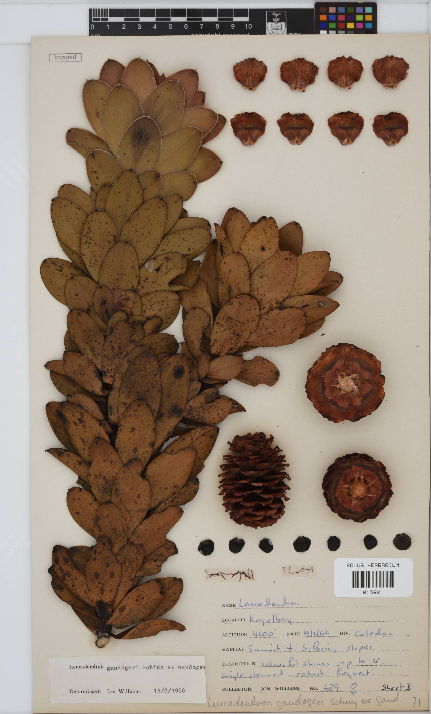 Leucadendron gandogeri image