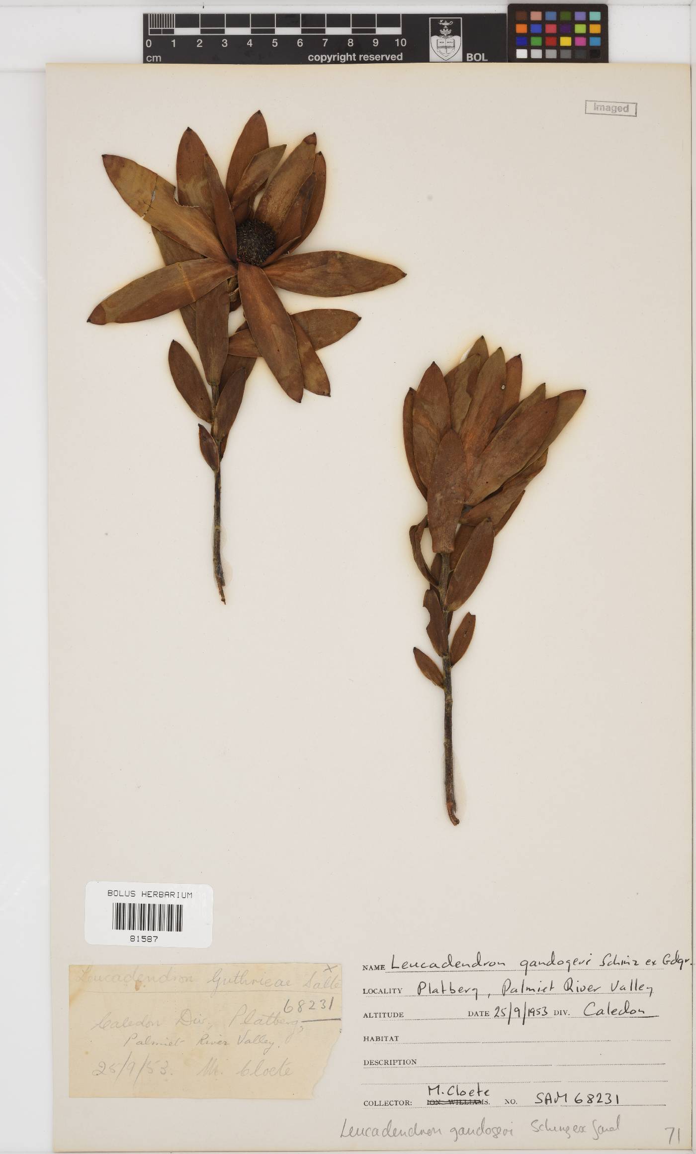 Leucadendron gandogeri image