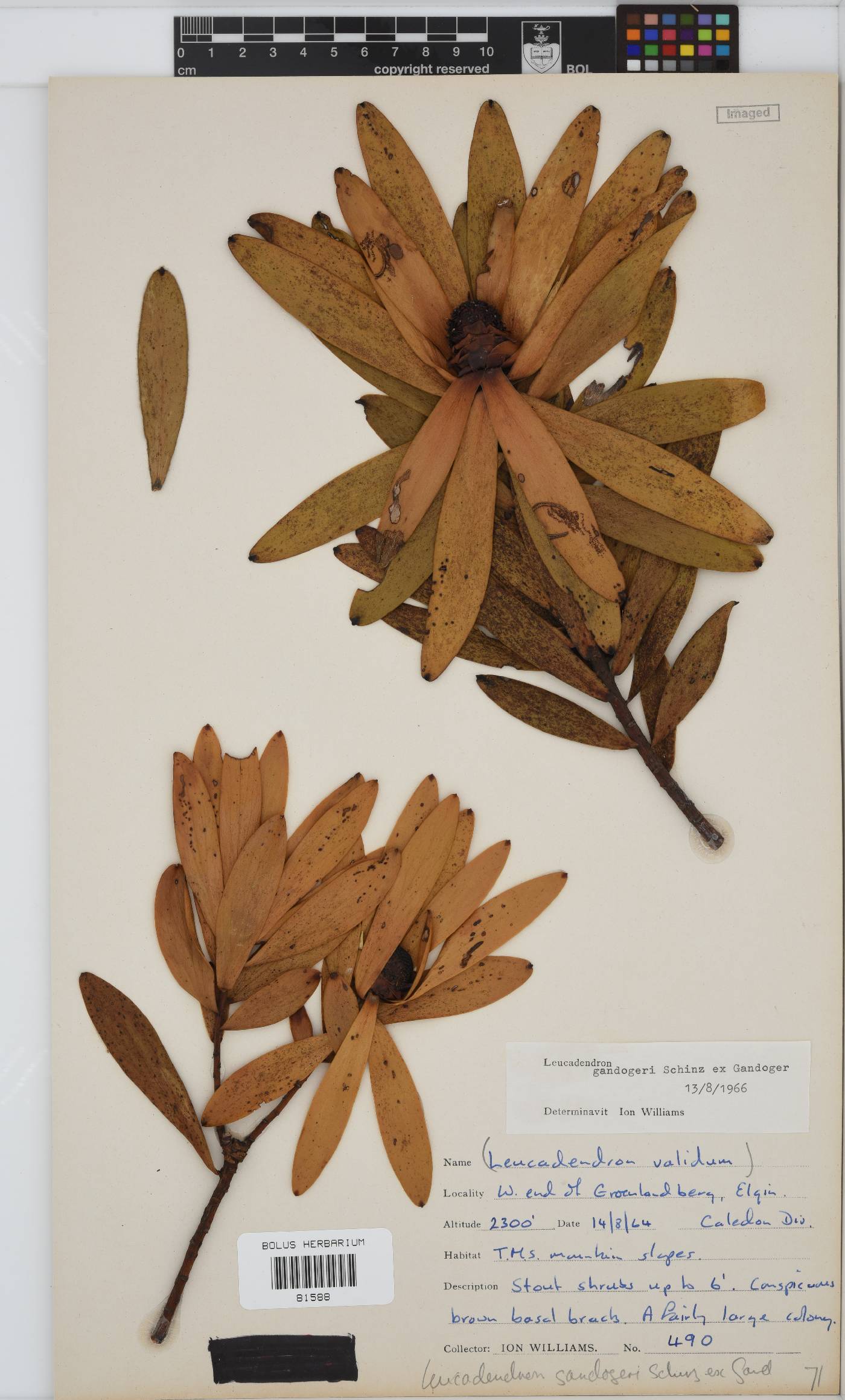 Leucadendron gandogeri image