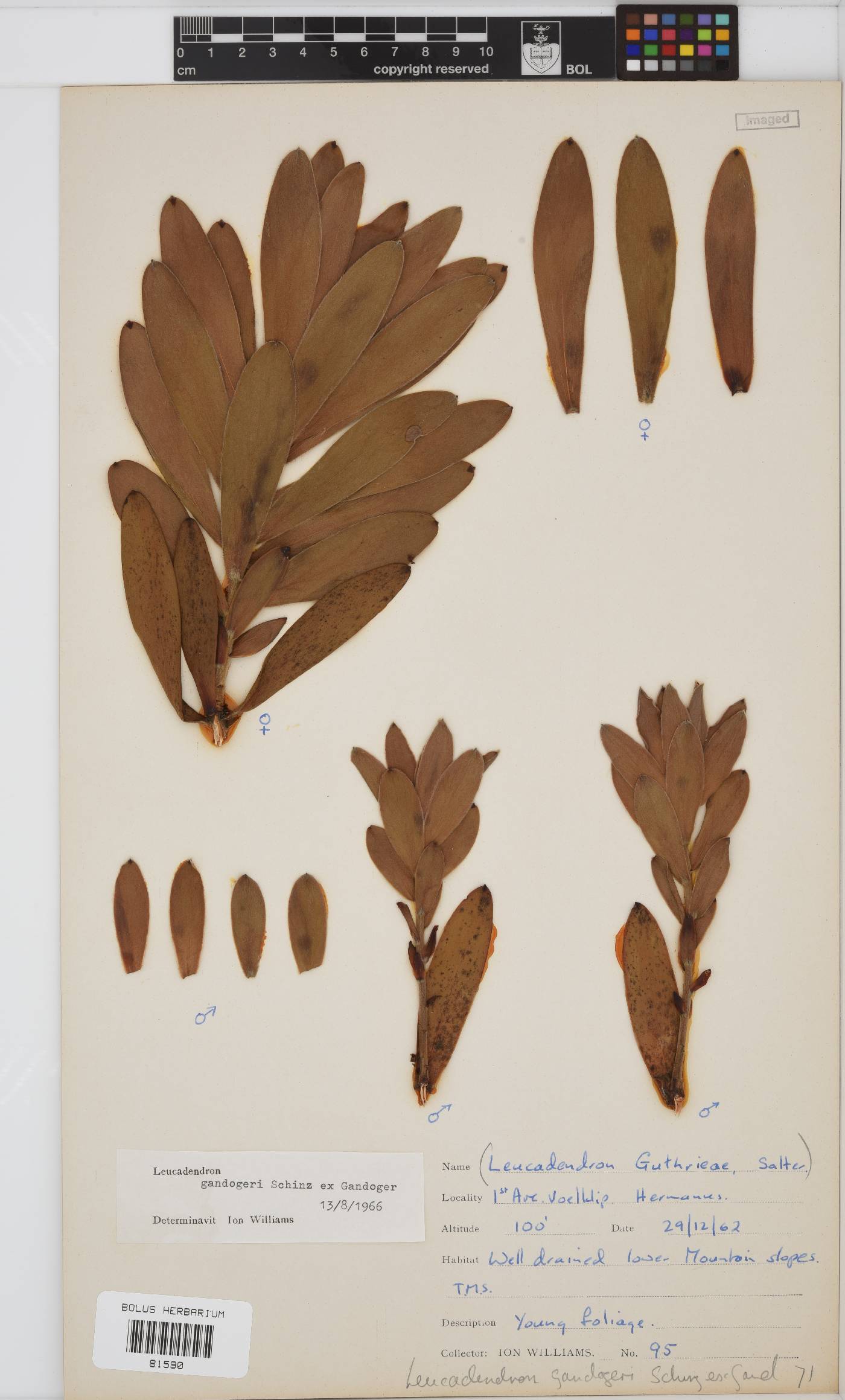 Leucadendron gandogeri image