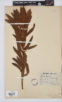 Leucadendron laureolum image