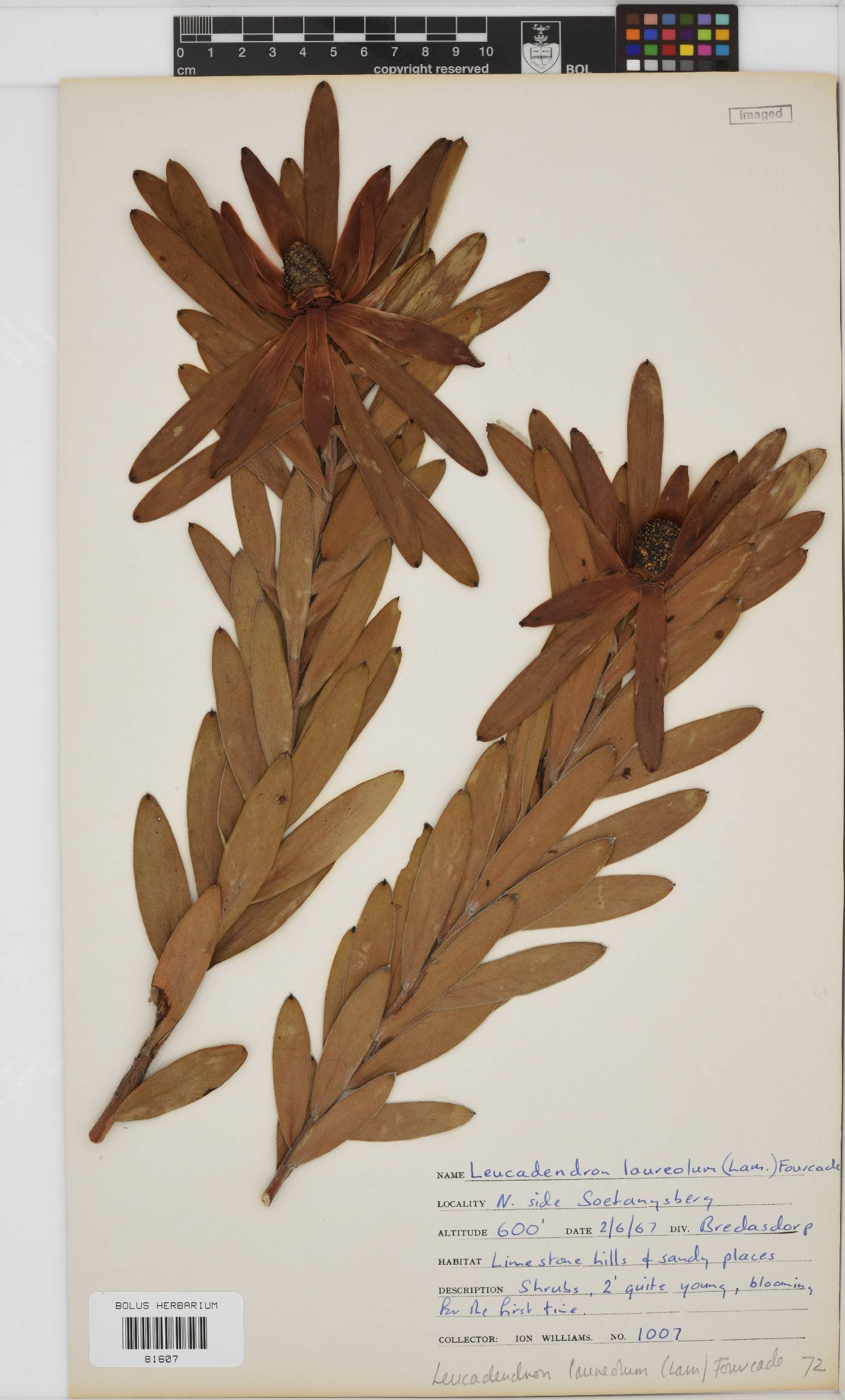 Leucadendron laureolum image