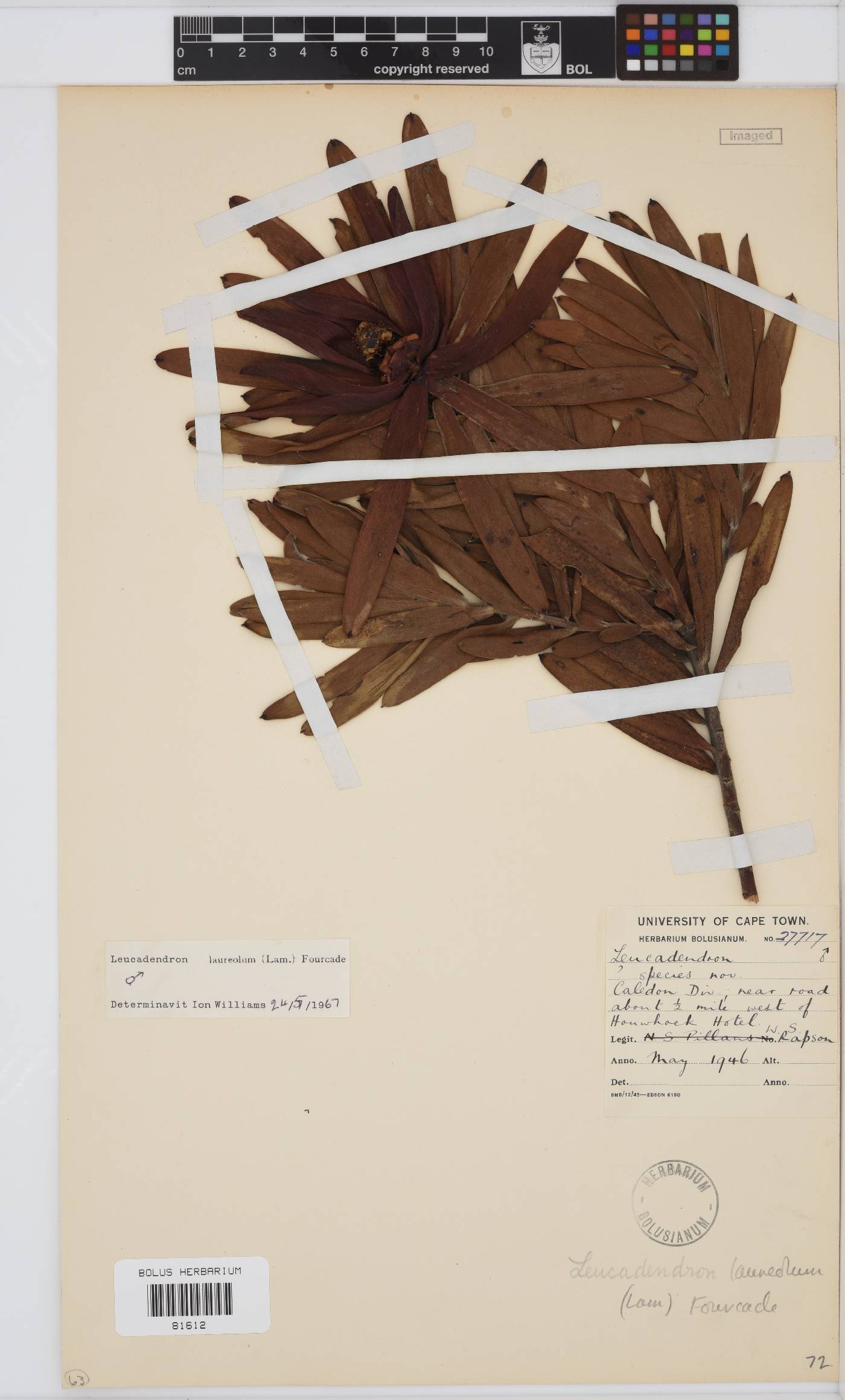 Leucadendron laureolum image
