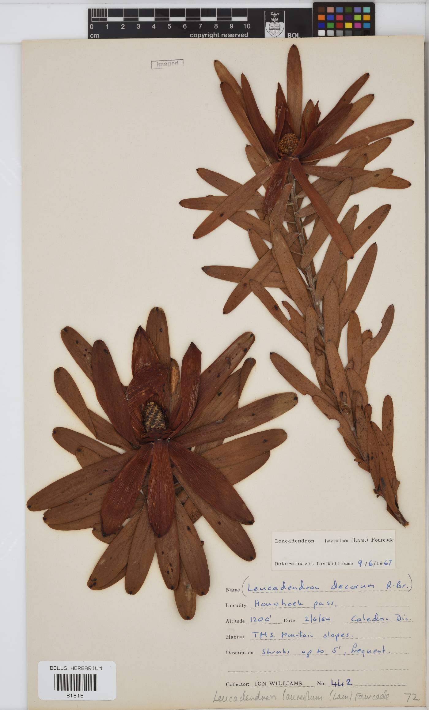 Leucadendron laureolum image