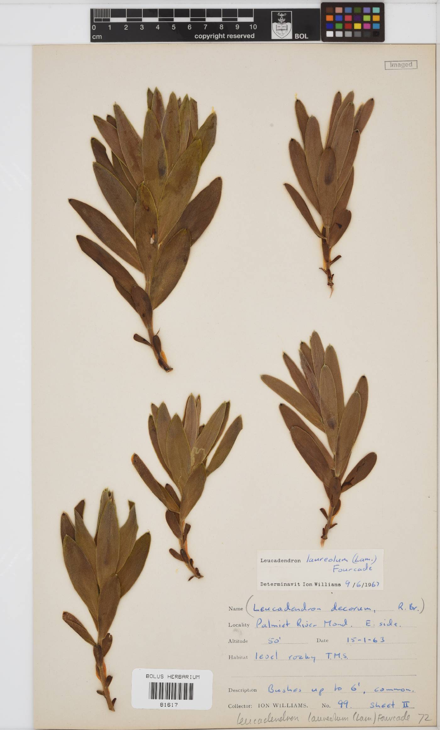 Leucadendron laureolum image