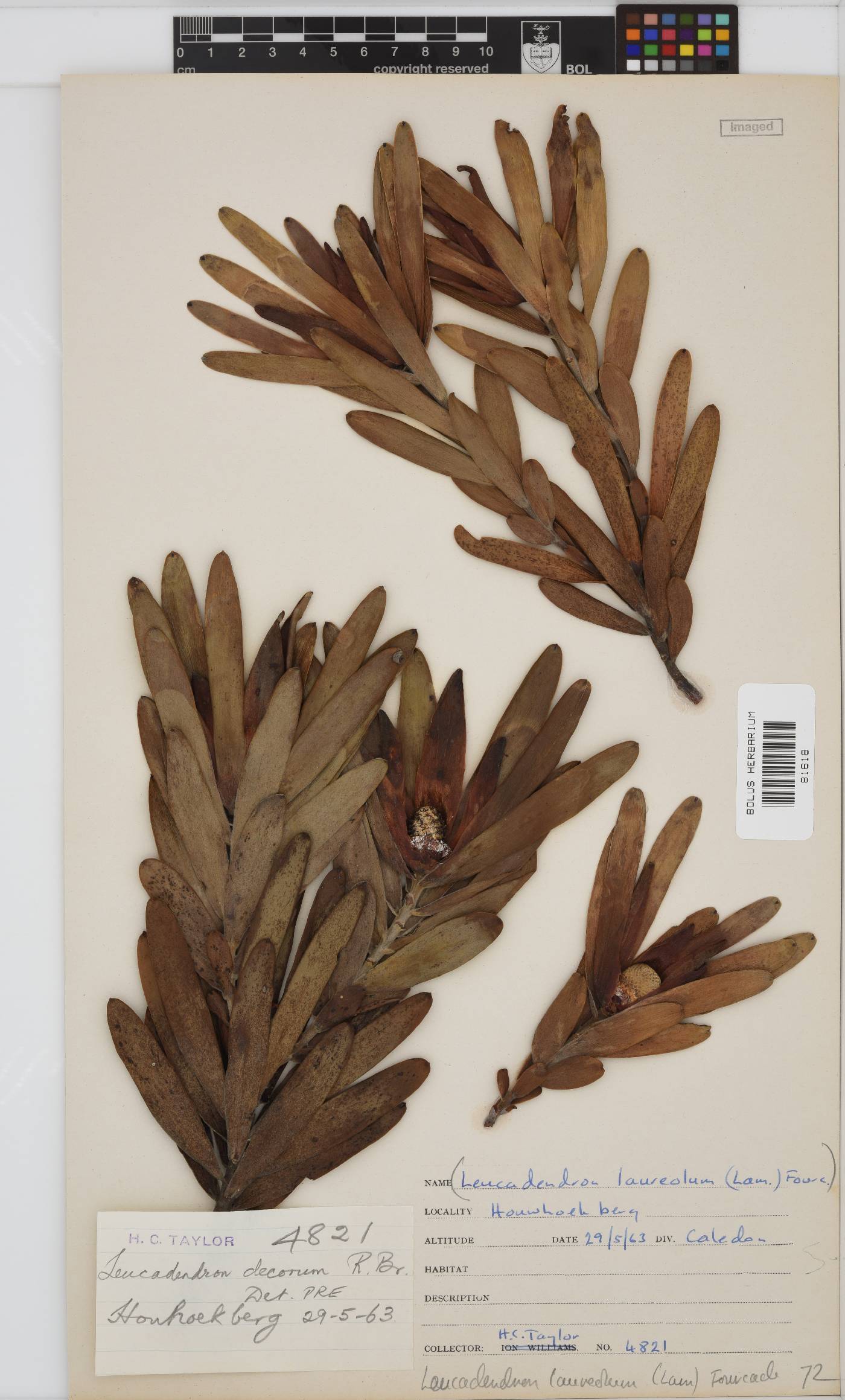 Leucadendron laureolum image