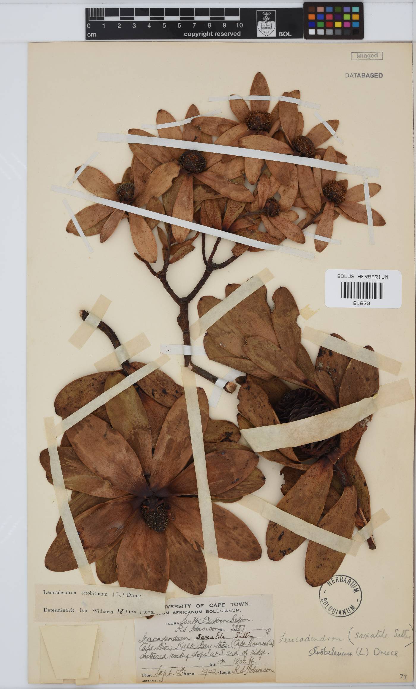 Leucadendron strobilinum image