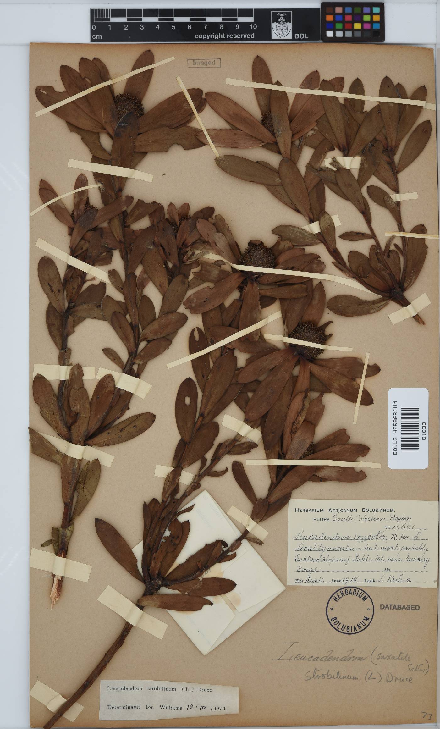 Leucadendron strobilinum image