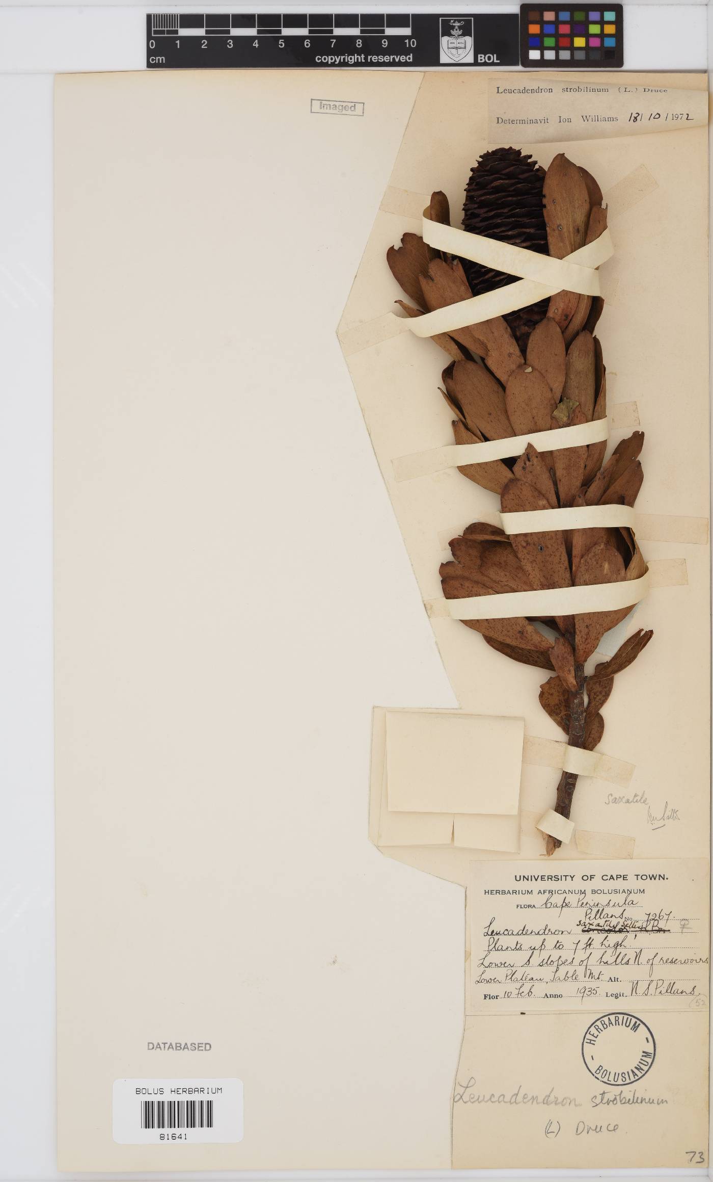 Leucadendron strobilinum image