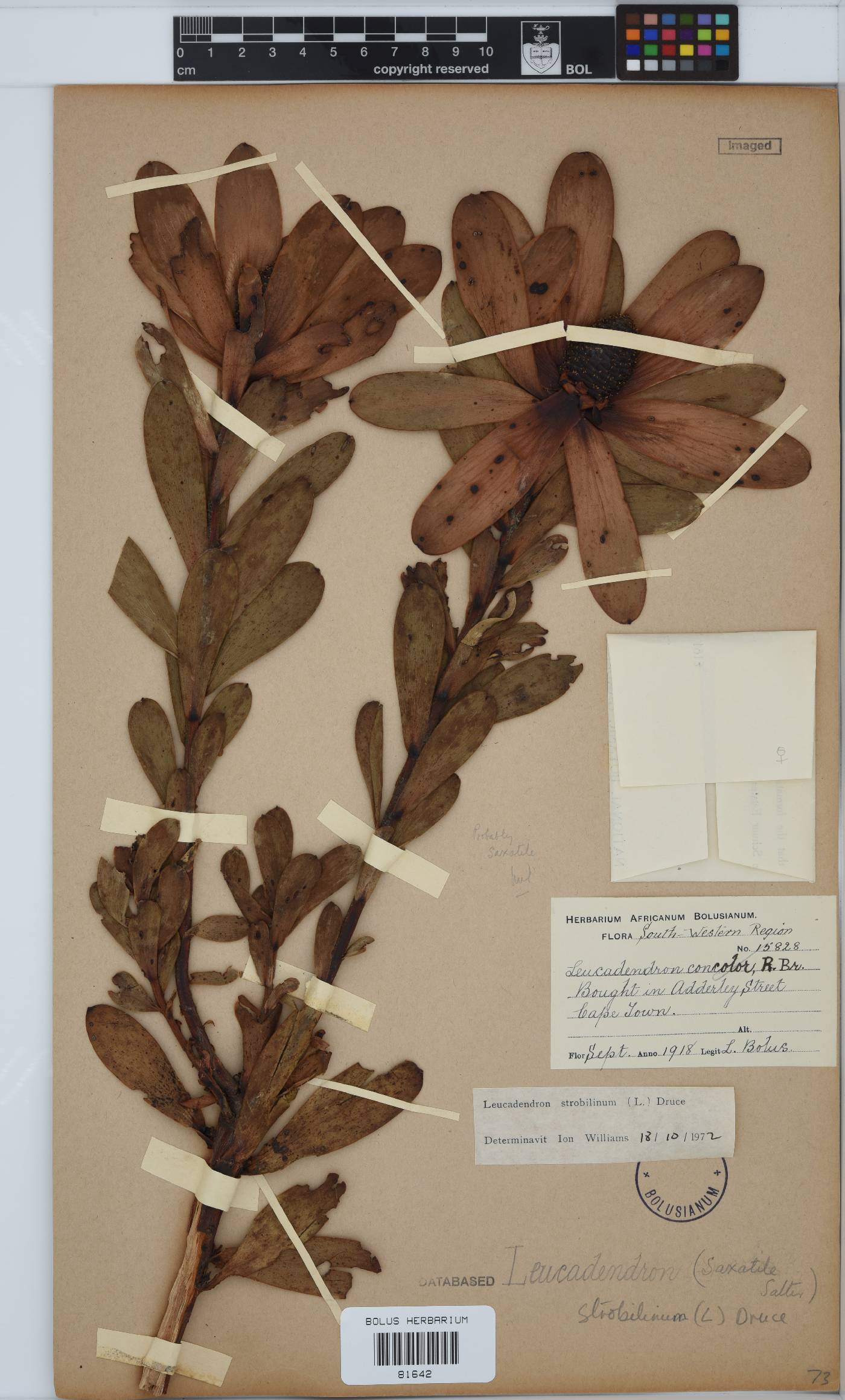 Leucadendron strobilinum image
