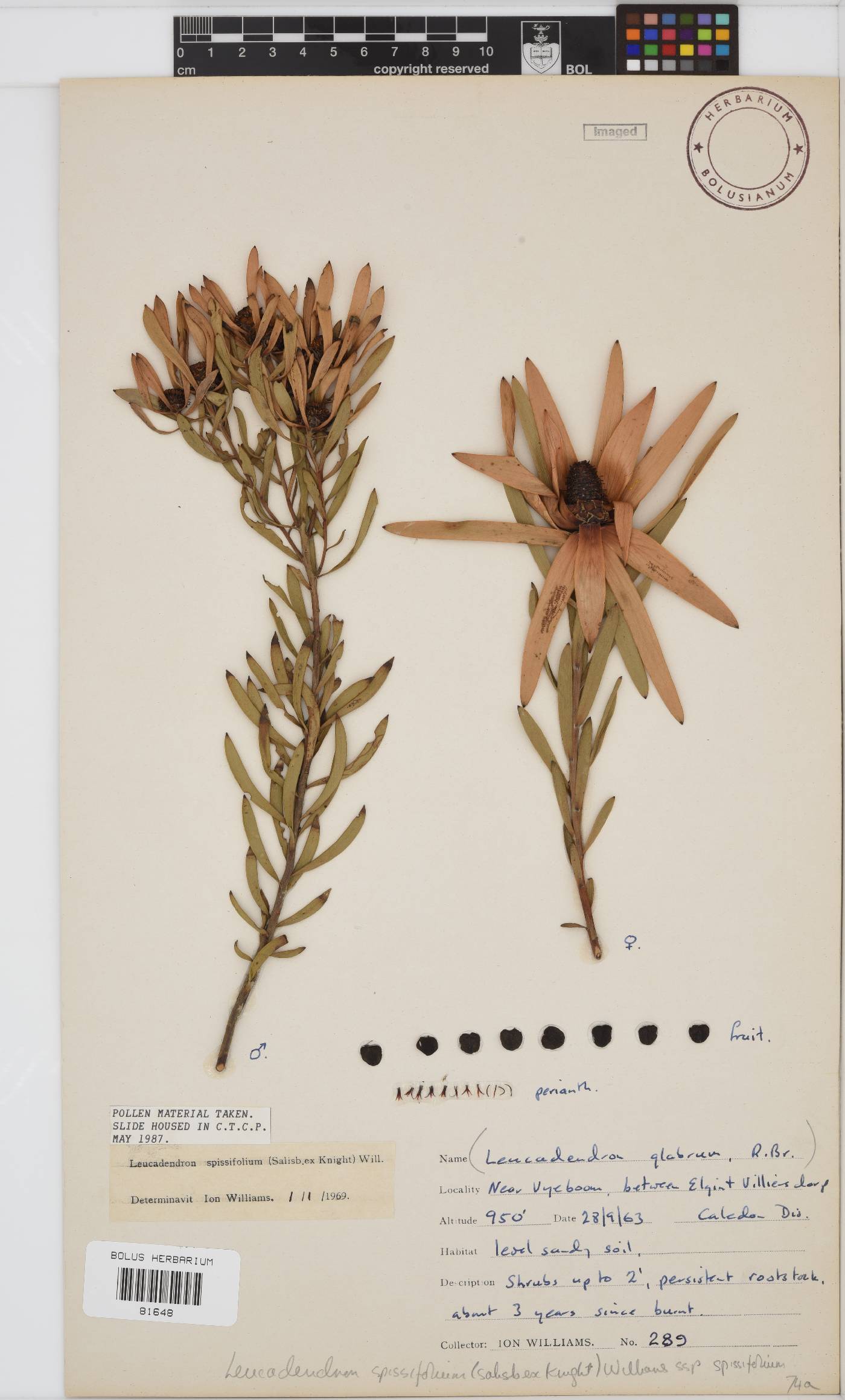 Leucadendron spissifolium image