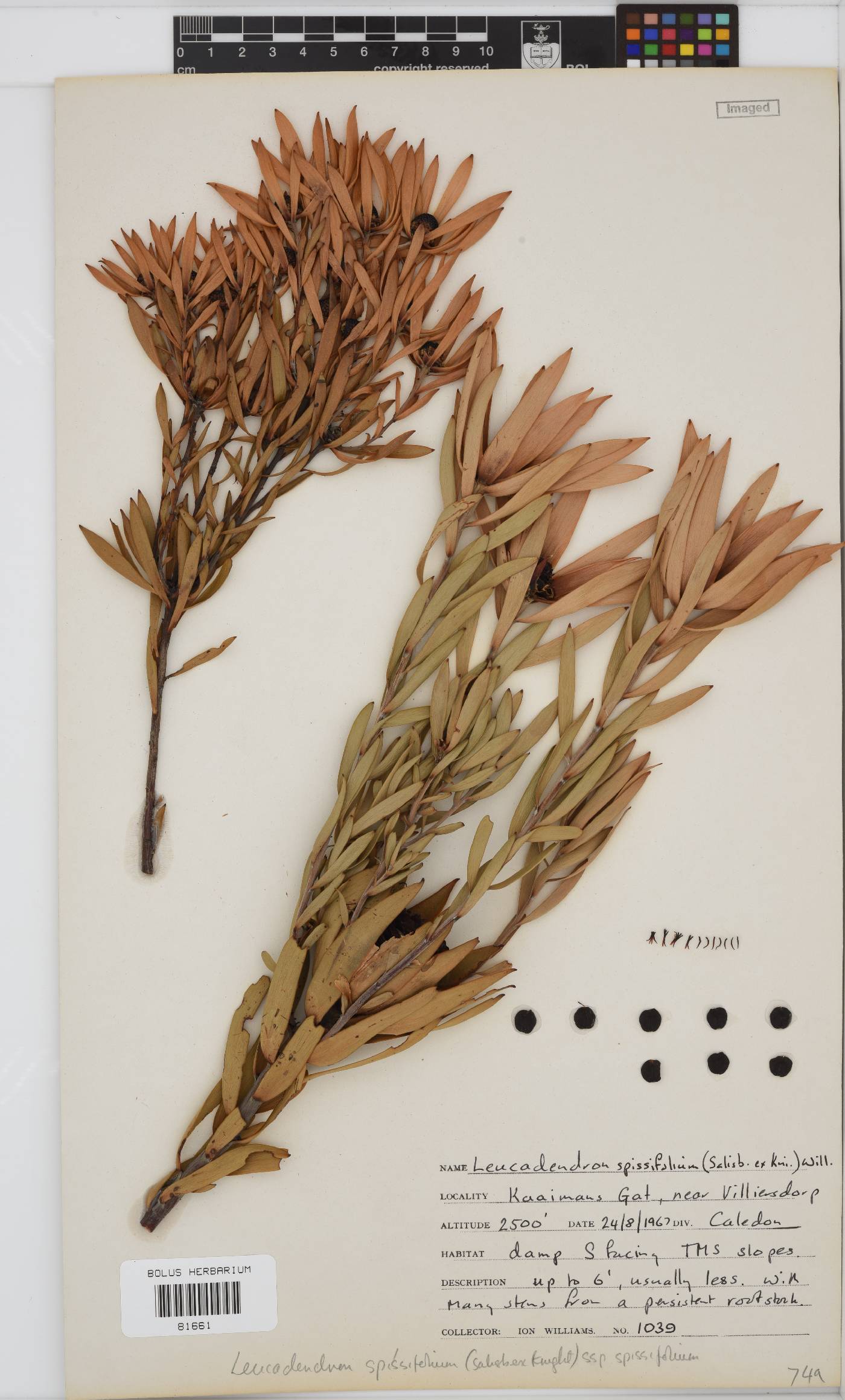 Leucadendron spissifolium image