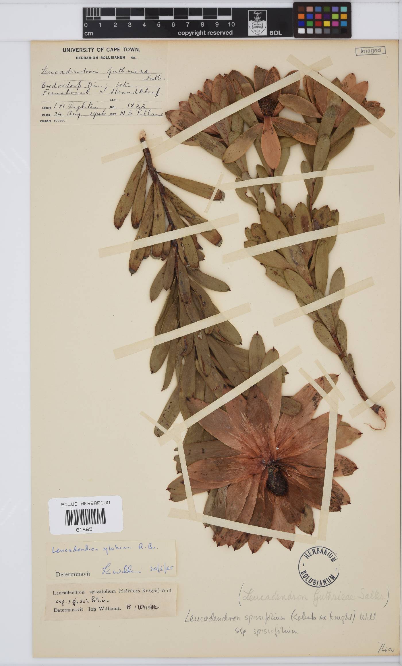 Leucadendron spissifolium subsp. spissifolium image