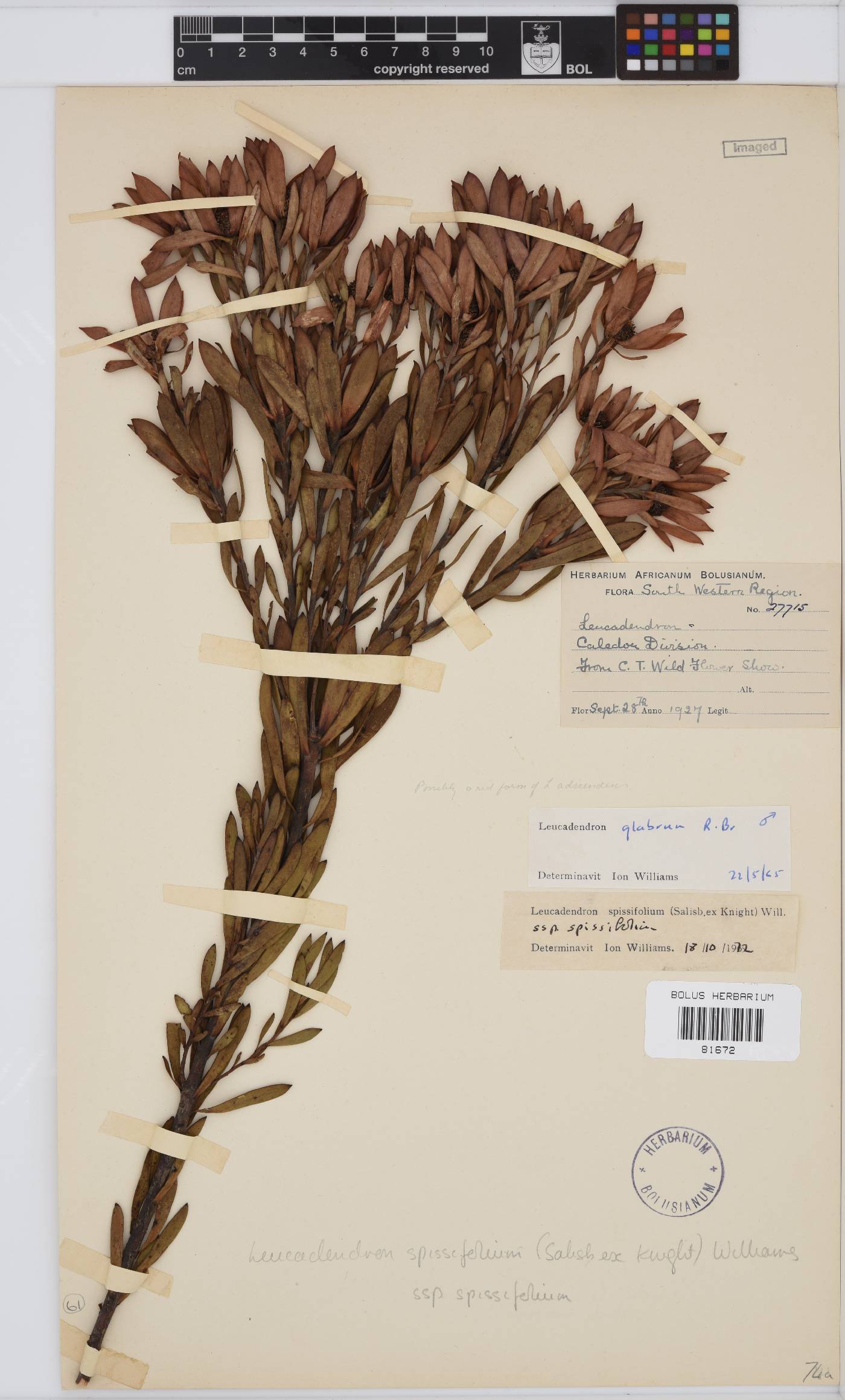 Leucadendron spissifolium subsp. spissifolium image