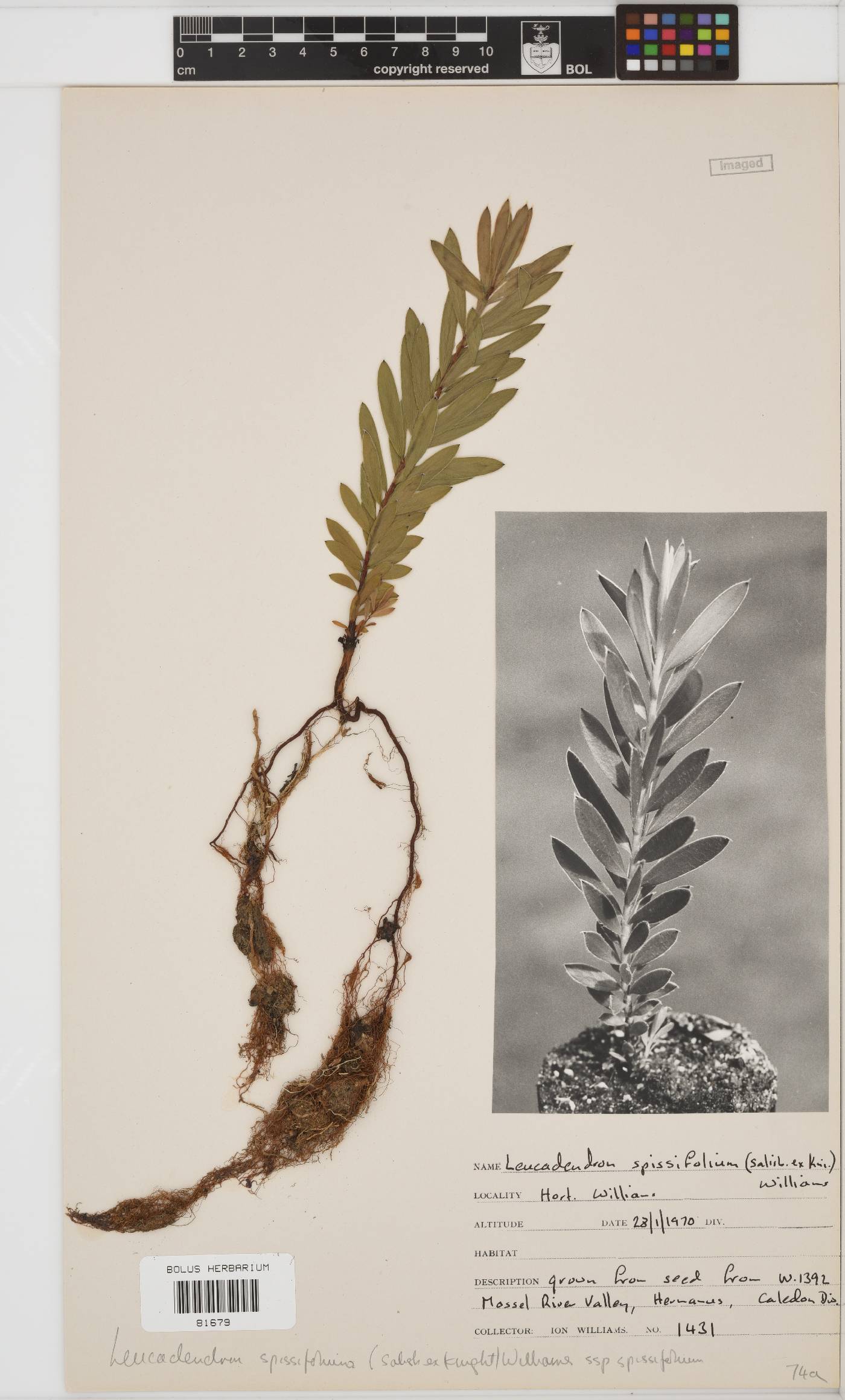 Leucadendron spissifolium subsp. spissifolium image