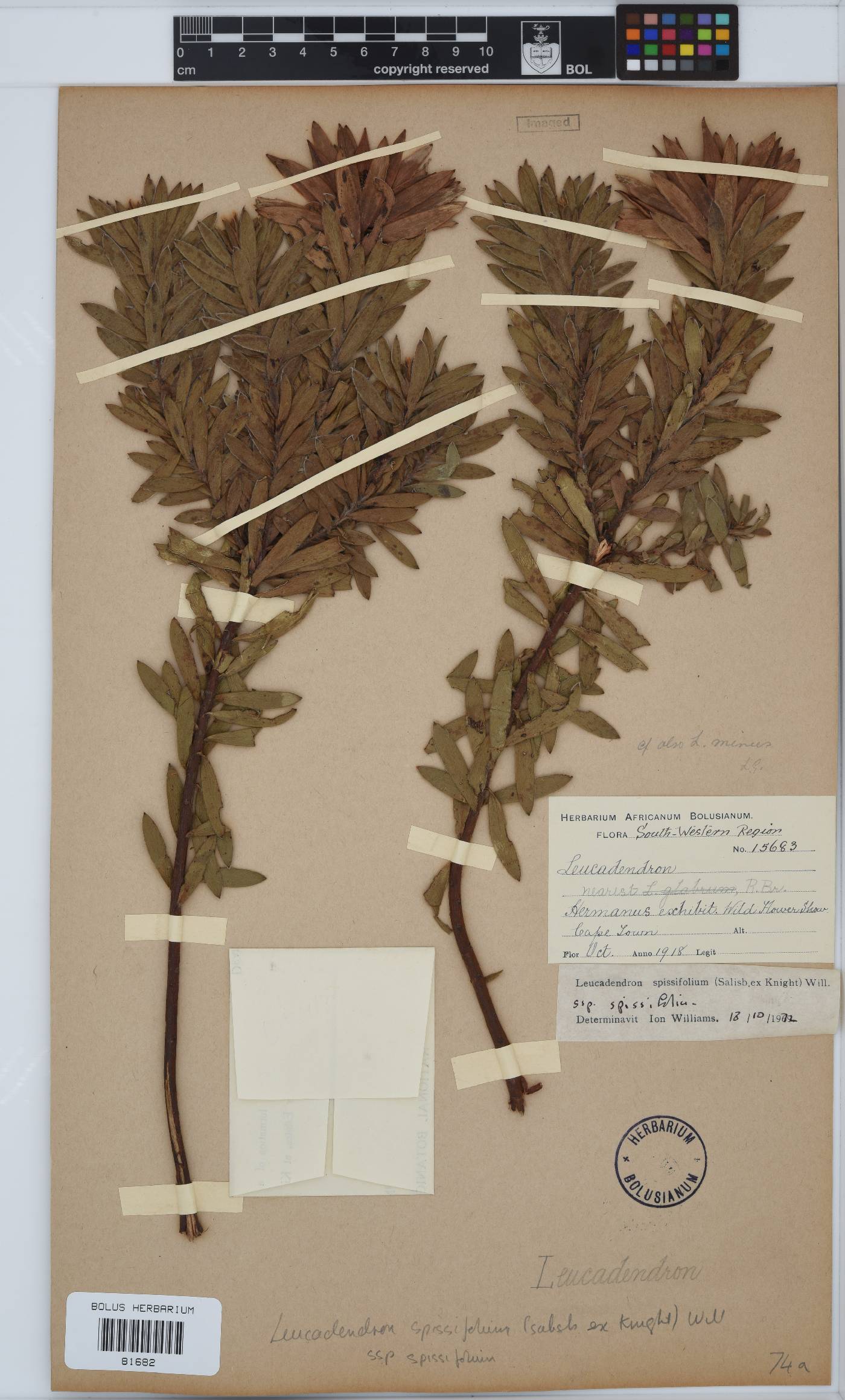 Leucadendron spissifolium subsp. spissifolium image