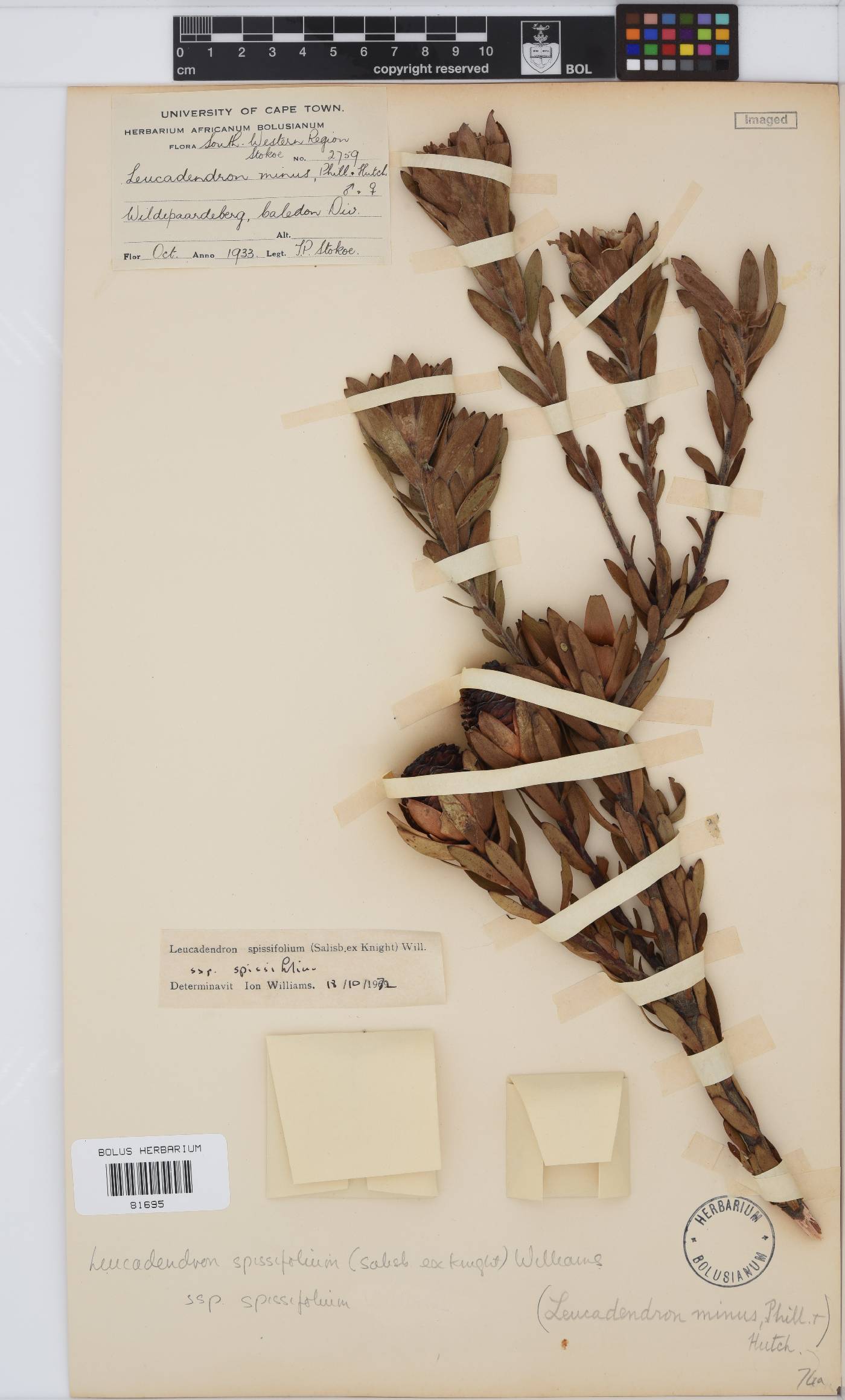 Leucadendron spissifolium subsp. spissifolium image