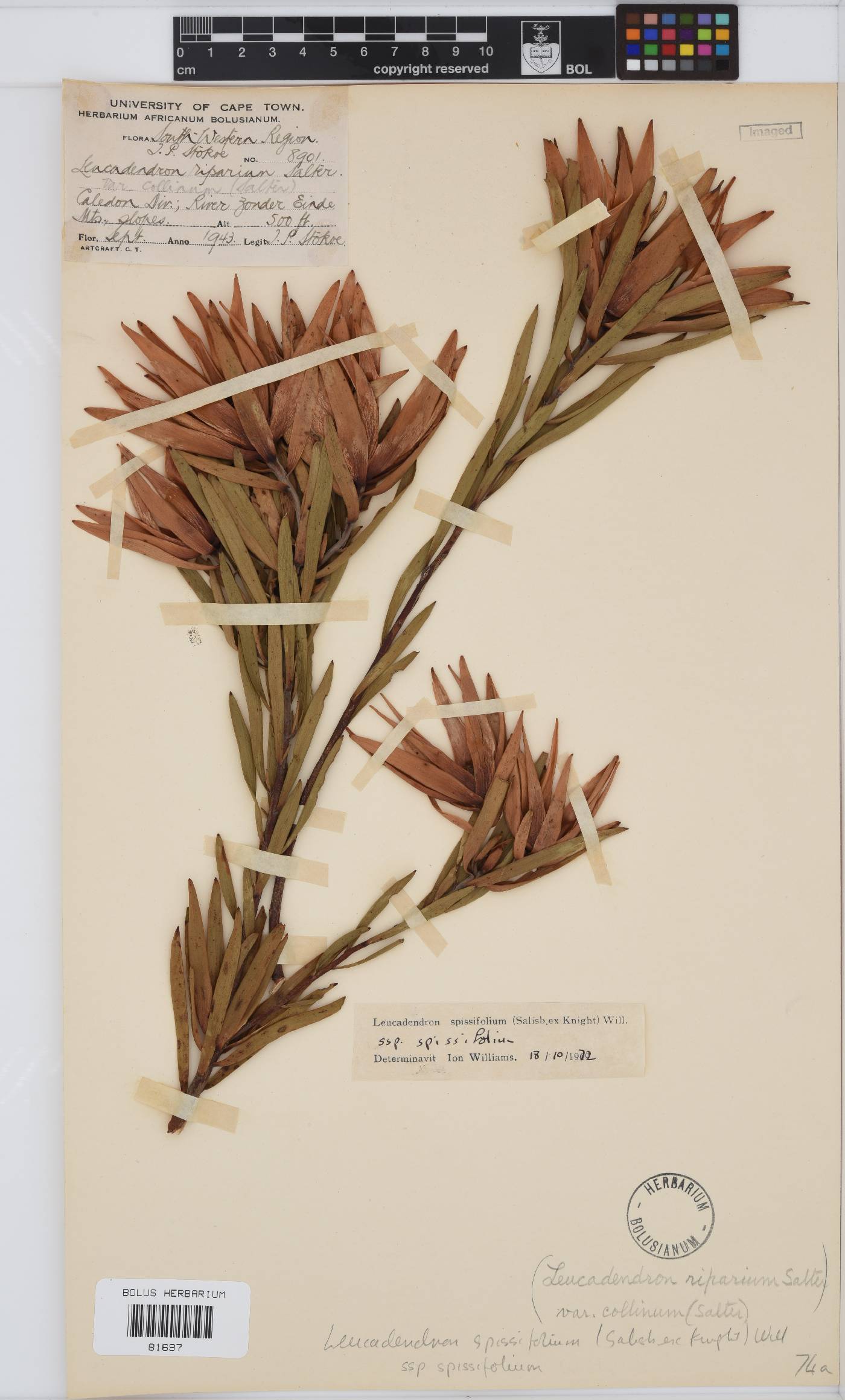 Leucadendron spissifolium subsp. spissifolium image
