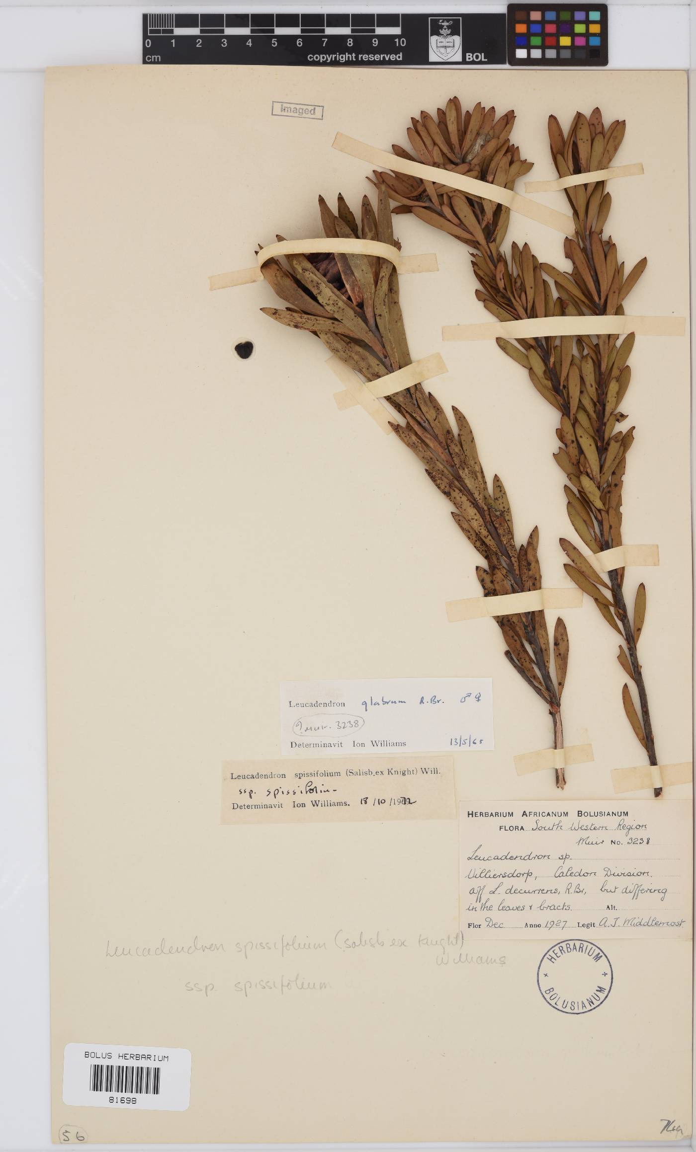 Leucadendron spissifolium image