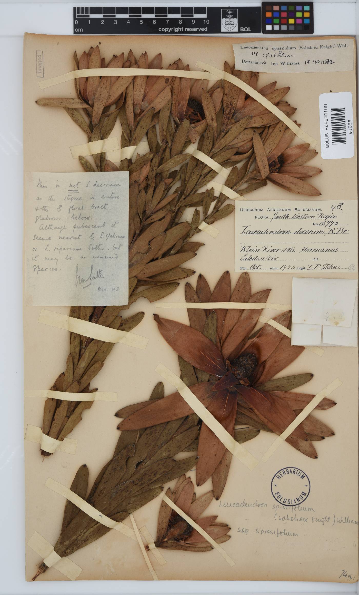 Leucadendron image