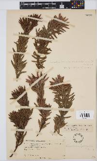 Leucadendron spissifolium image