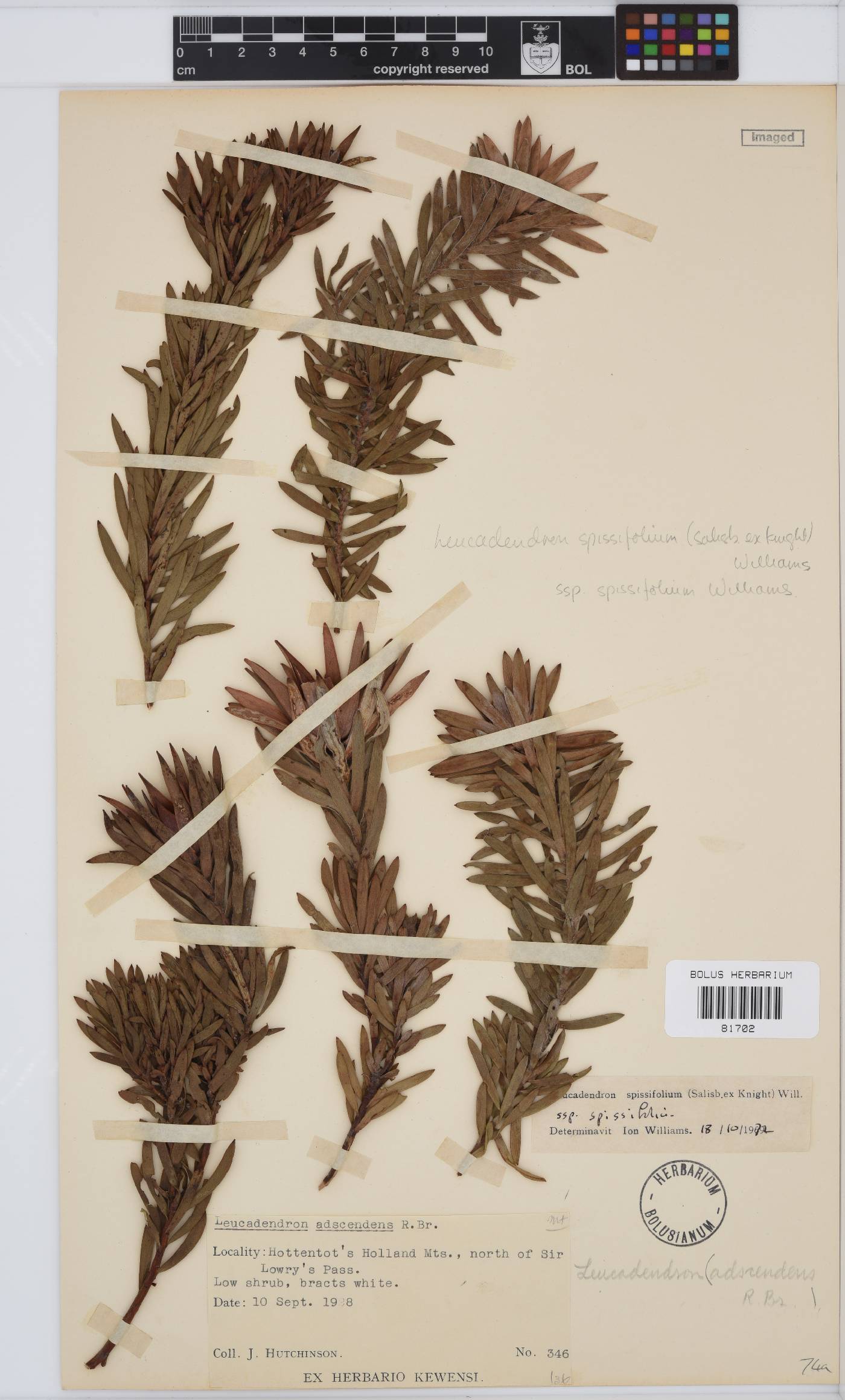 Leucadendron spissifolium subsp. spissifolium image