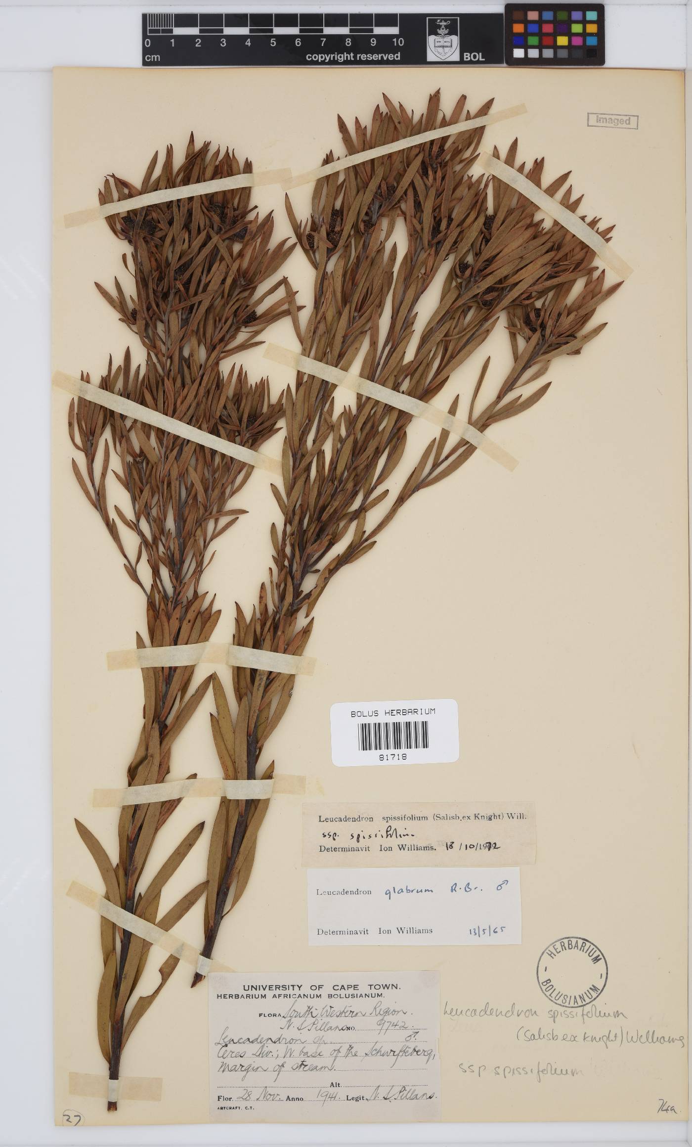 Leucadendron spissifolium subsp. spissifolium image