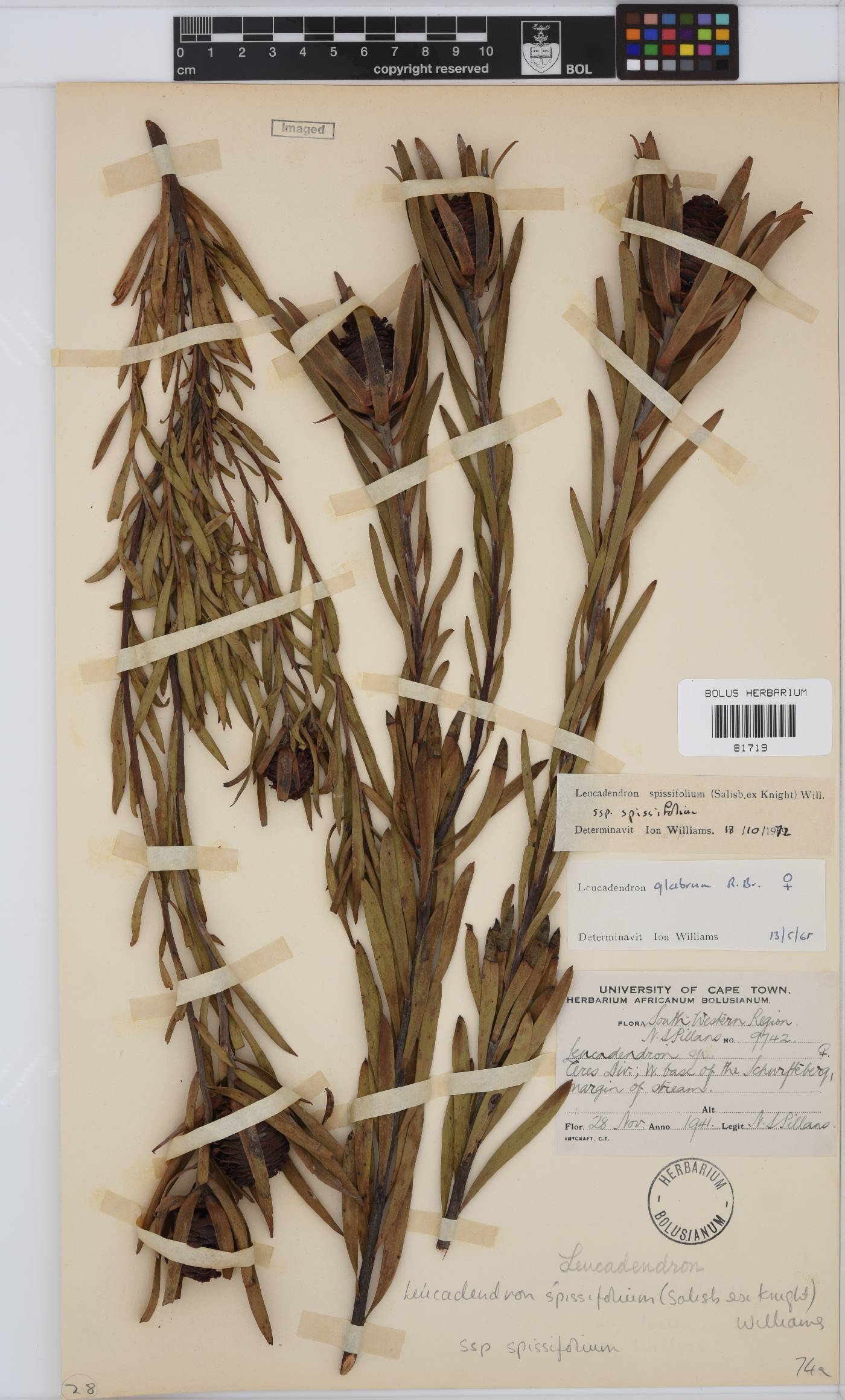 Leucadendron spissifolium subsp. spissifolium image